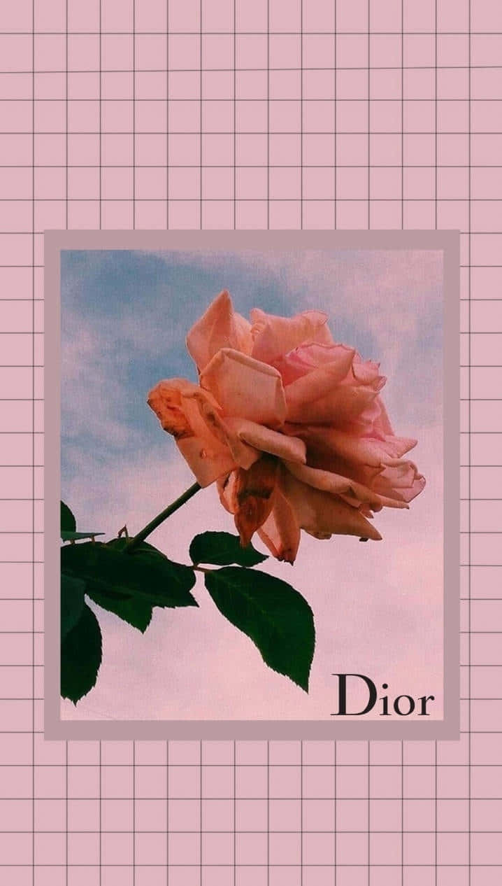 Dior, rose, pink grid pattern, SD Phone Wallpaper
