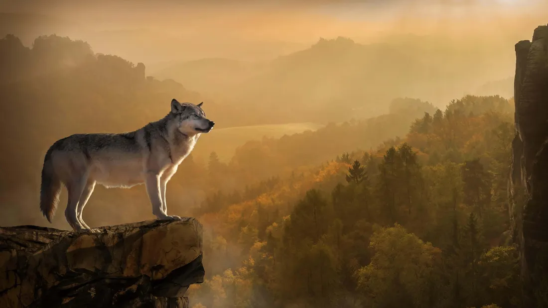 Dire Wolf
