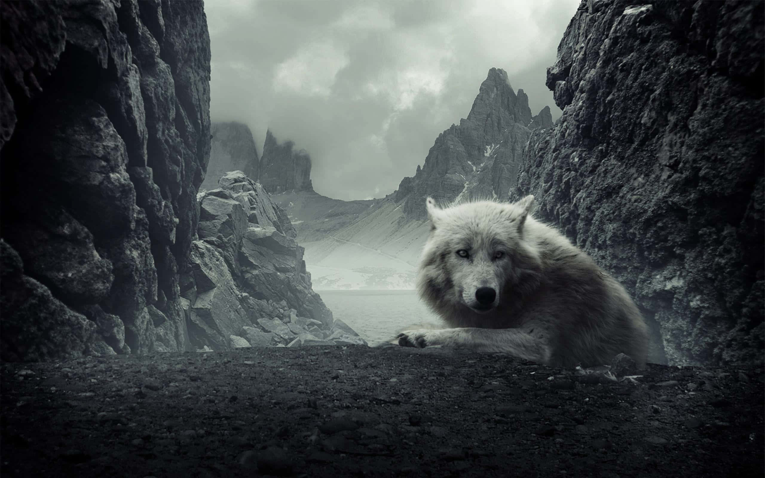 Dire Wolf, white wolf, rocky crevice, 2K Desktop Wallpaper
