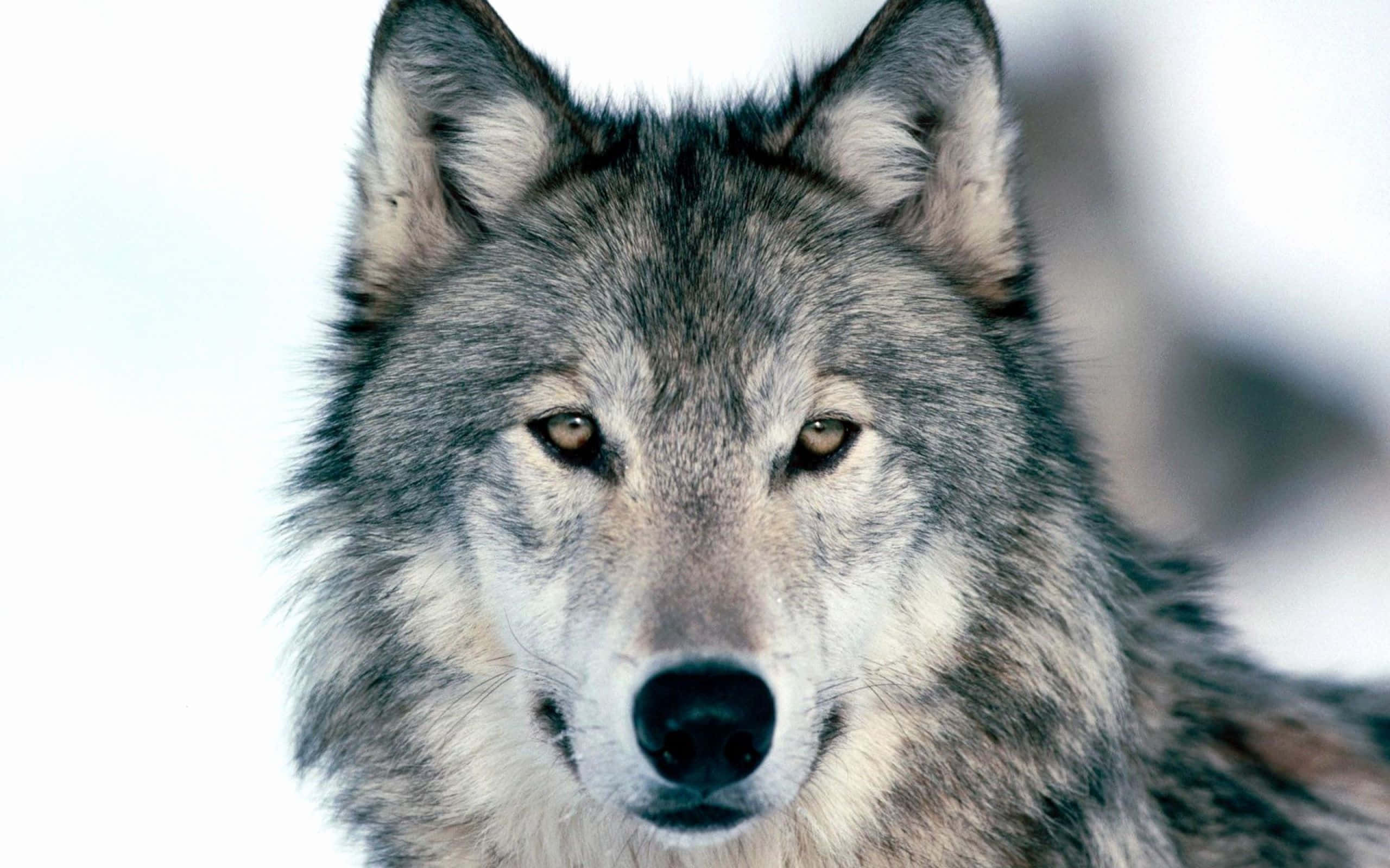 Dire Wolf, gray wolf, amber eyes, 2K Desktop Wallpaper