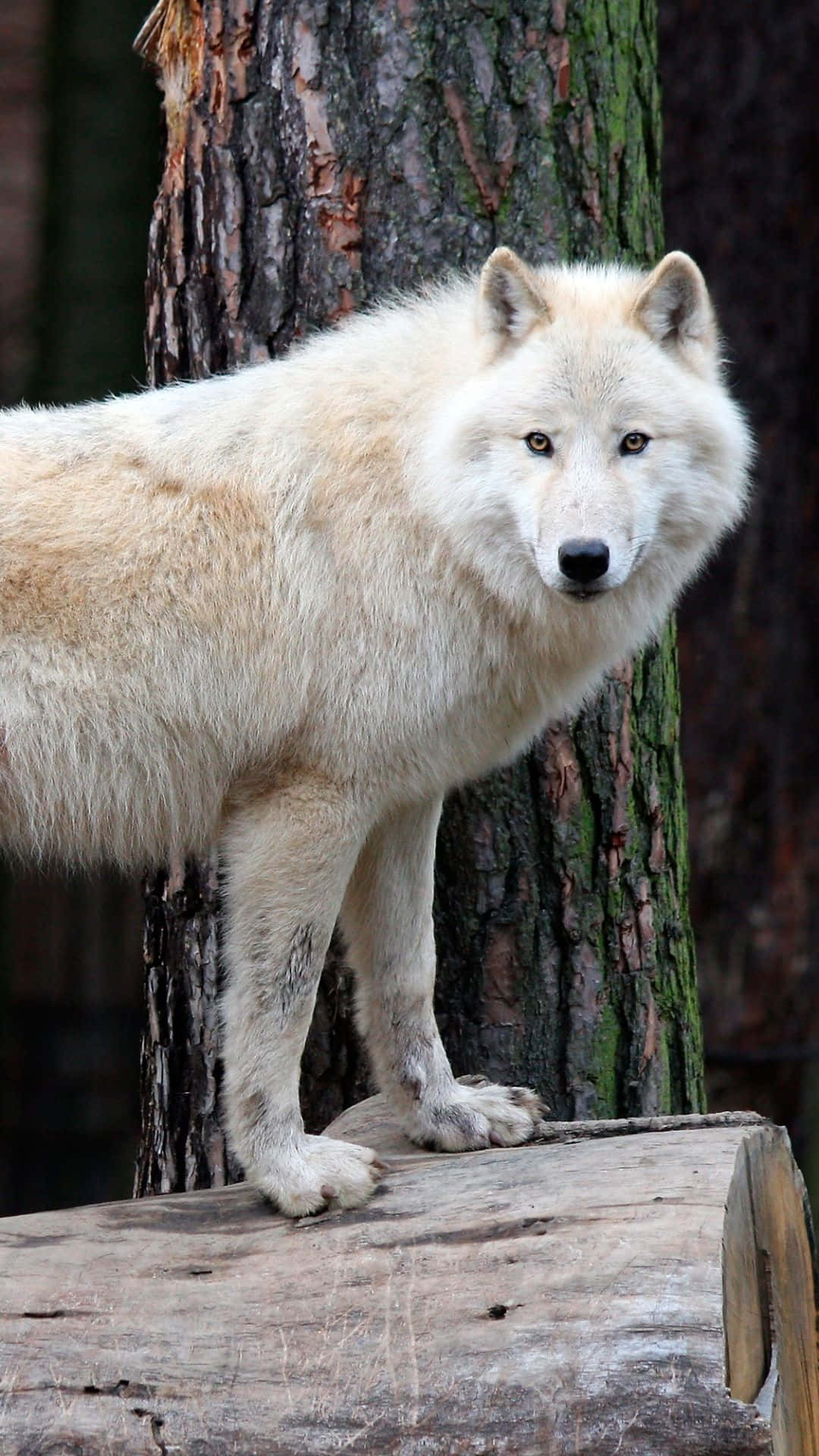 Dire Wolf, pristine white wolf, weathered log, Full HD Phone Wallpaper