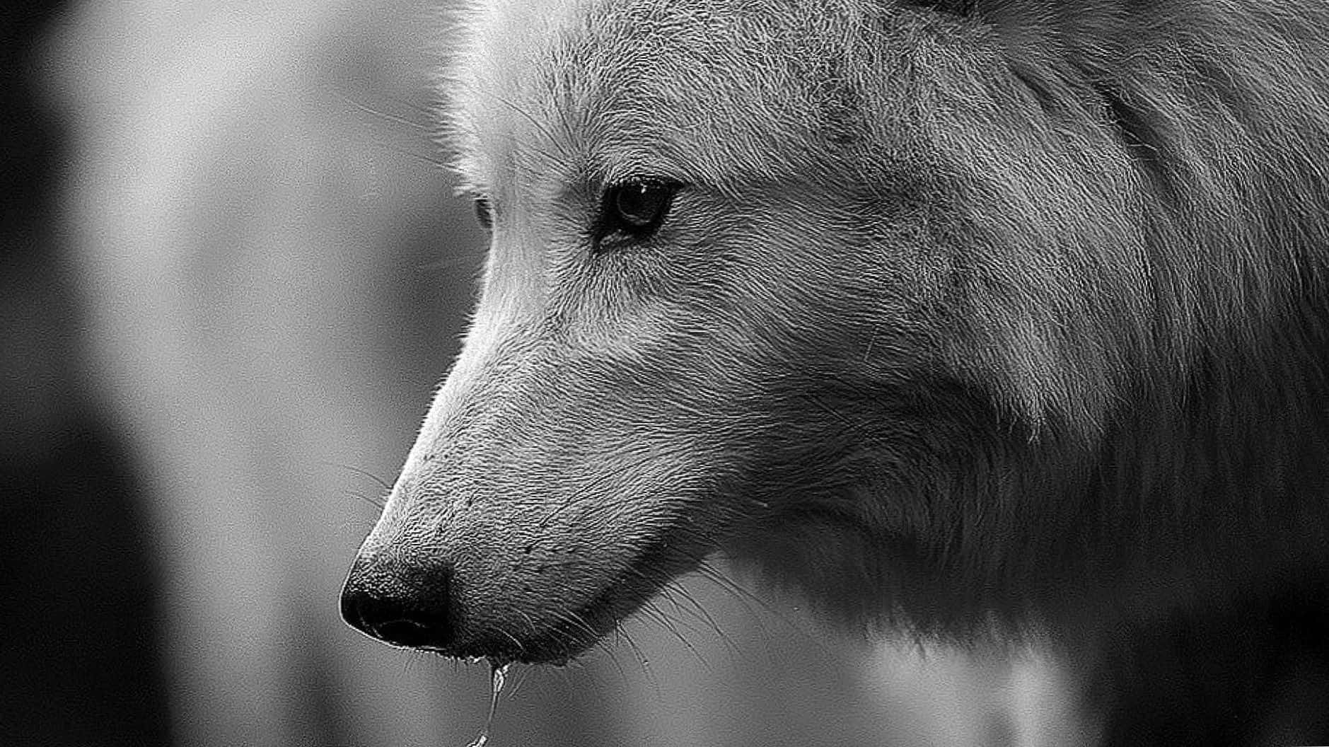 Dire Wolf, black and white portrait, white wolf, HD Desktop Wallpaper