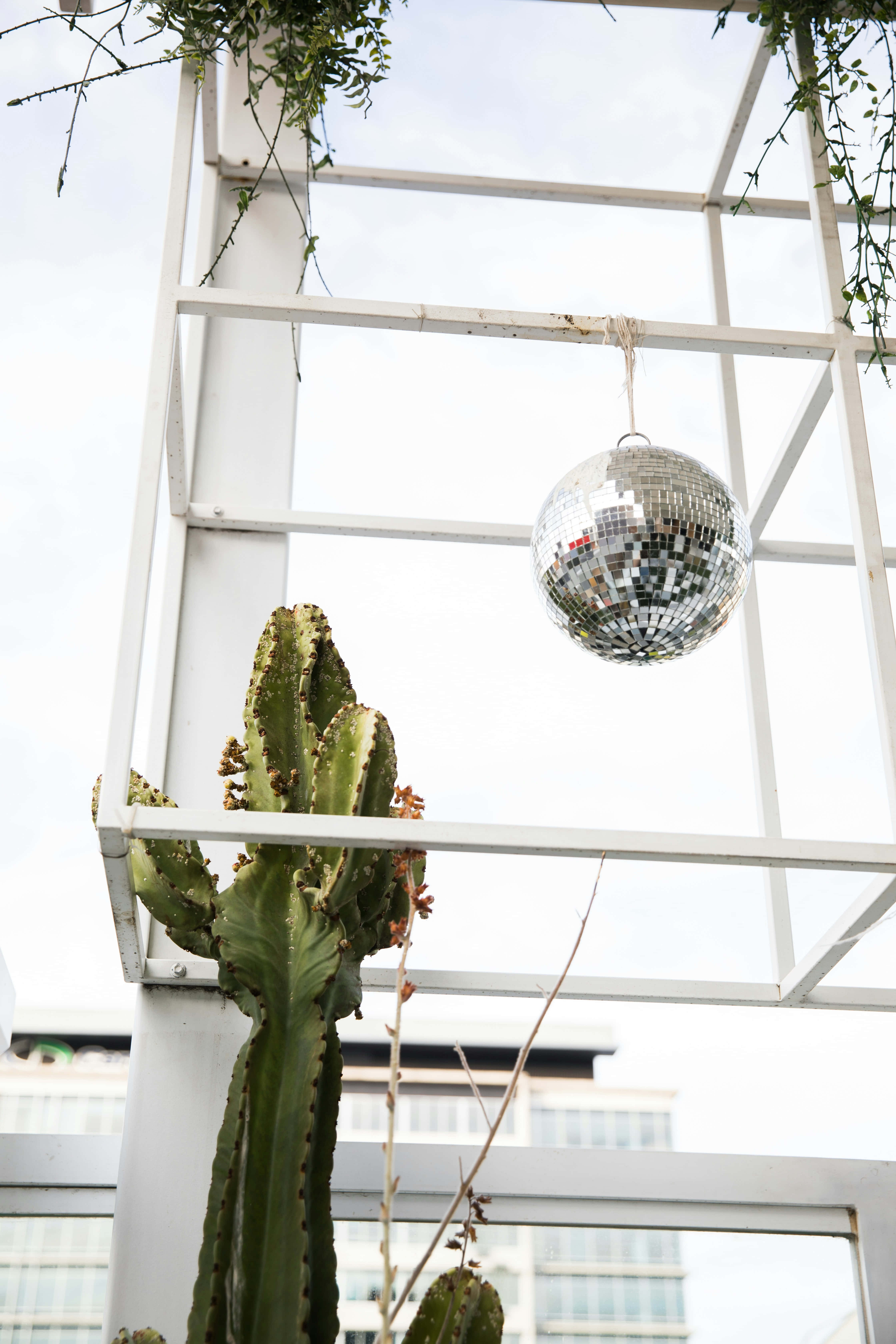 disco ball, cactus, white metal frame, 5K Phone Wallpaper