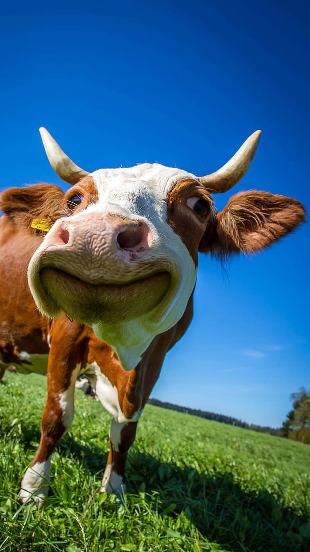 cow, brown and white, curved horns, Full HD Phone Wallpaper