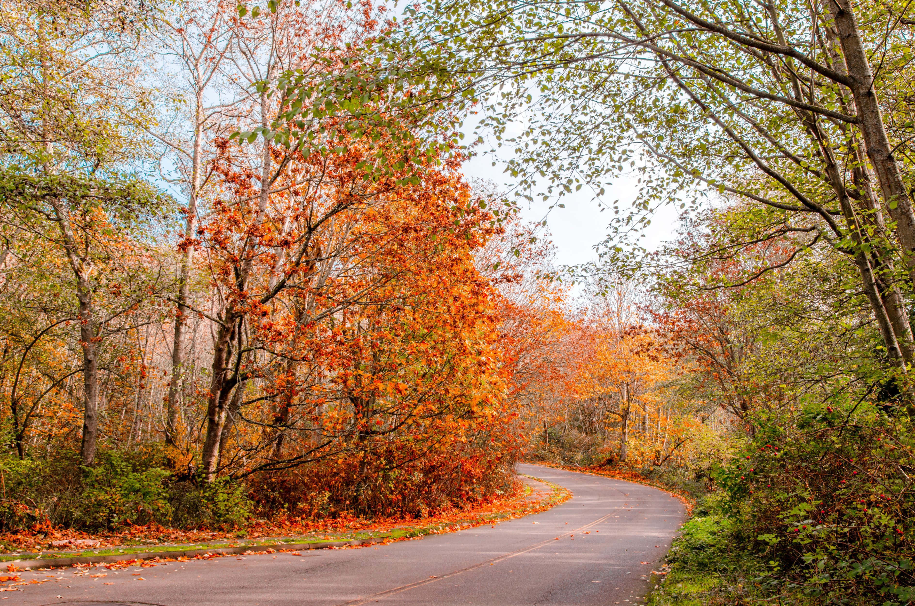 Autumn Road, Discovery Park Seattle, fiery orange, 2K Desktop Wallpaper
