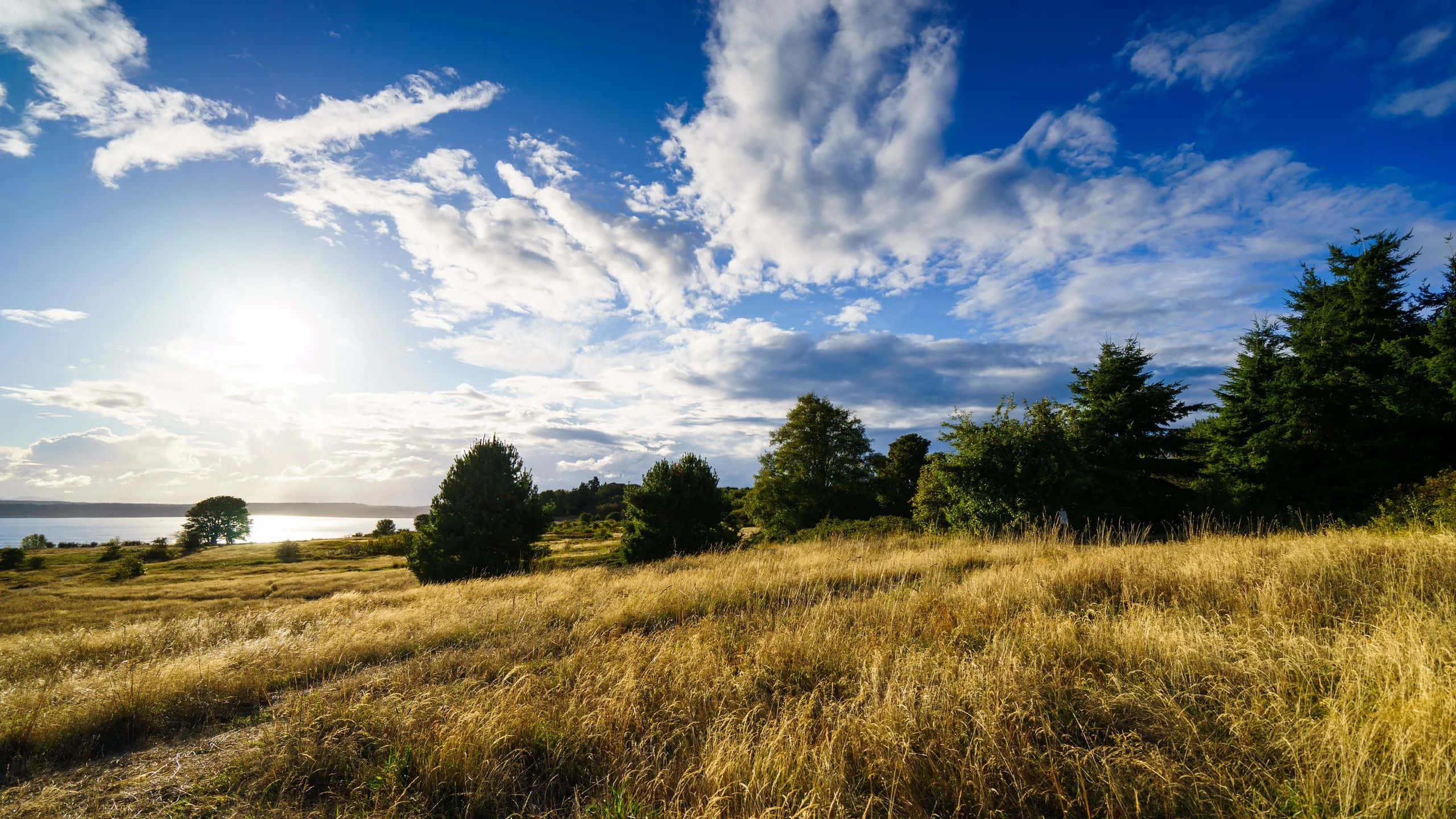 Discovery Park Seattle, sunset, golden grassy field, 2K Desktop Wallpaper