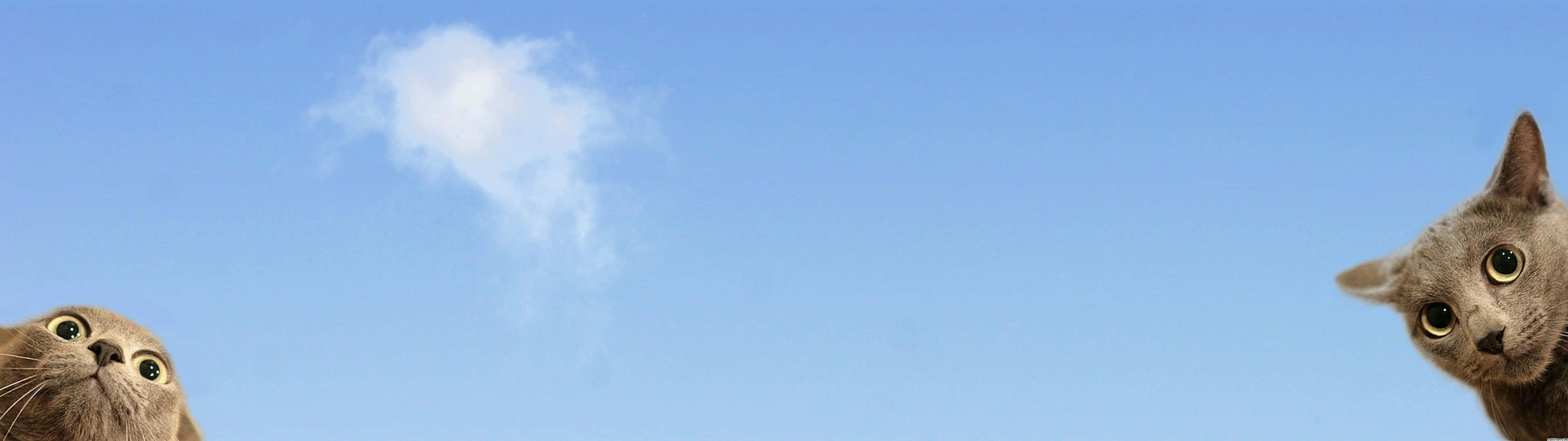 Disney Dual Screen, gray cats, clear blue sky, 4K Desktop Wallpaper