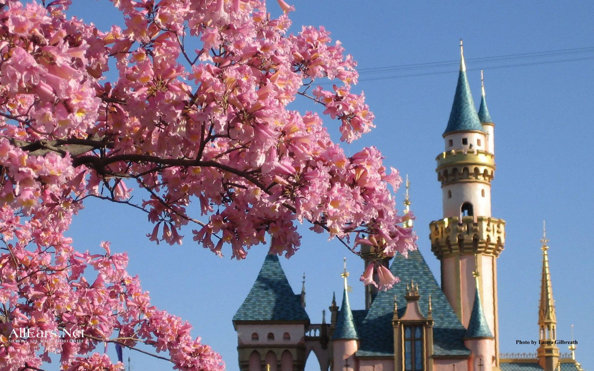 Disney World, castle, pink blossoms, Full HD Desktop Wallpaper