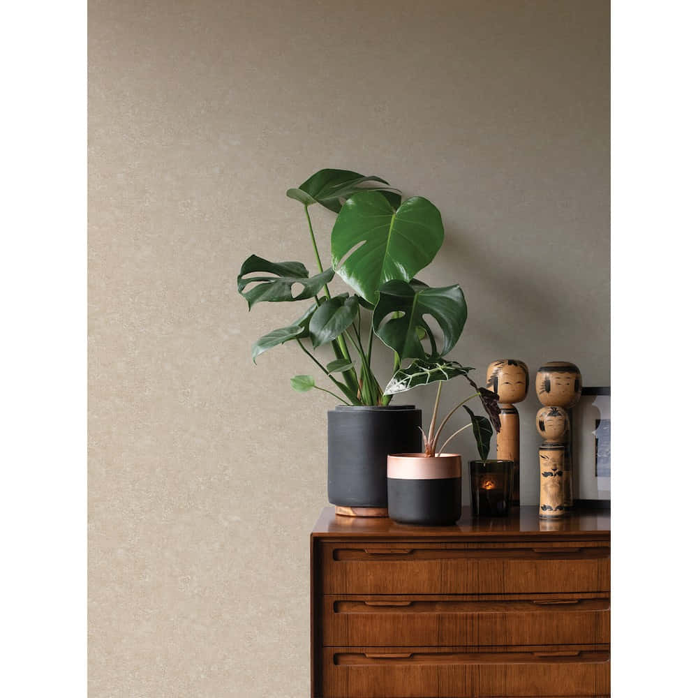 Distraught, monstera plant, matte black pot, SD Desktop Wallpaper
