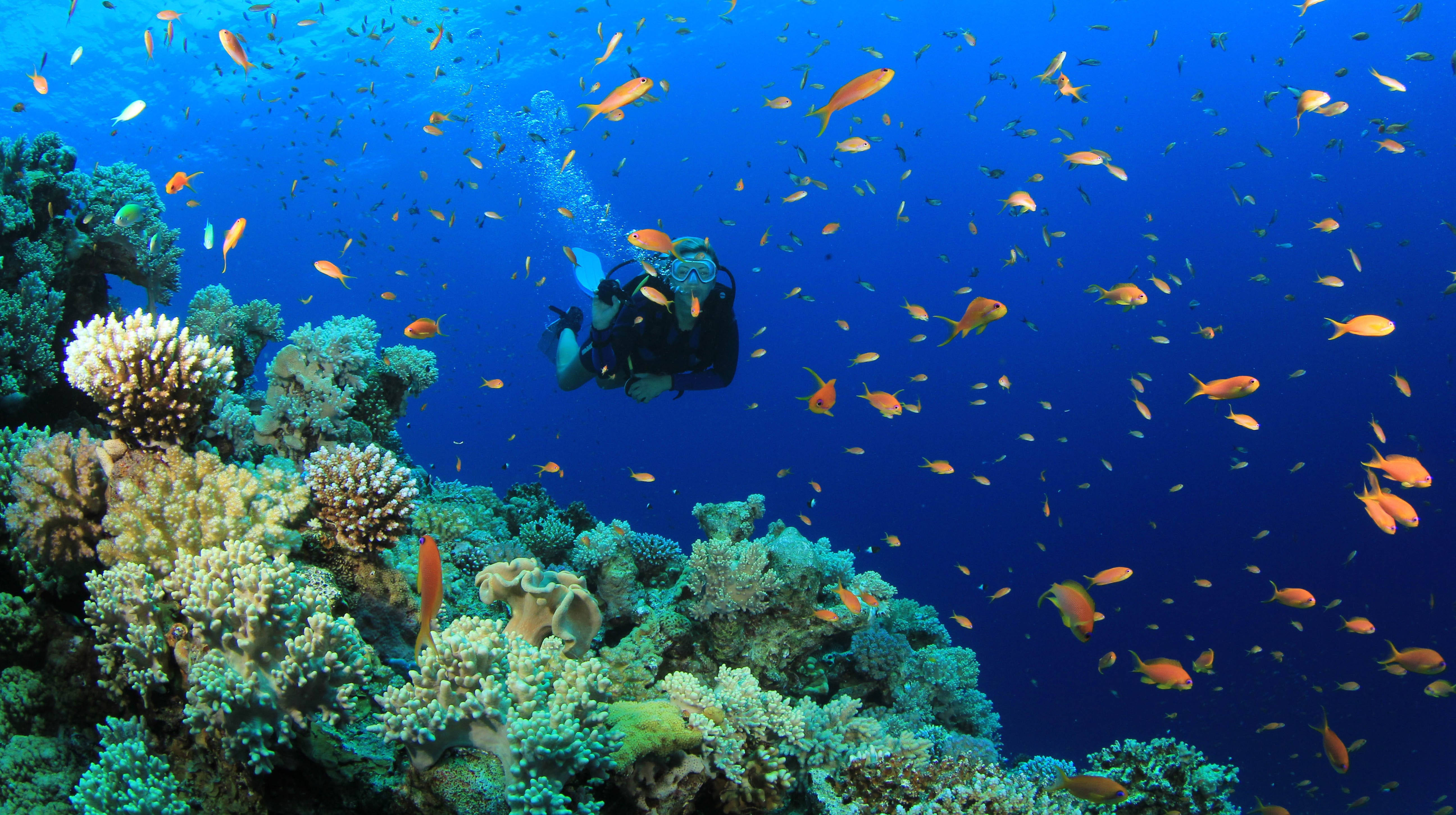 scuba diver, vibrant coral reef, orange fish, 5K Desktop Wallpaper