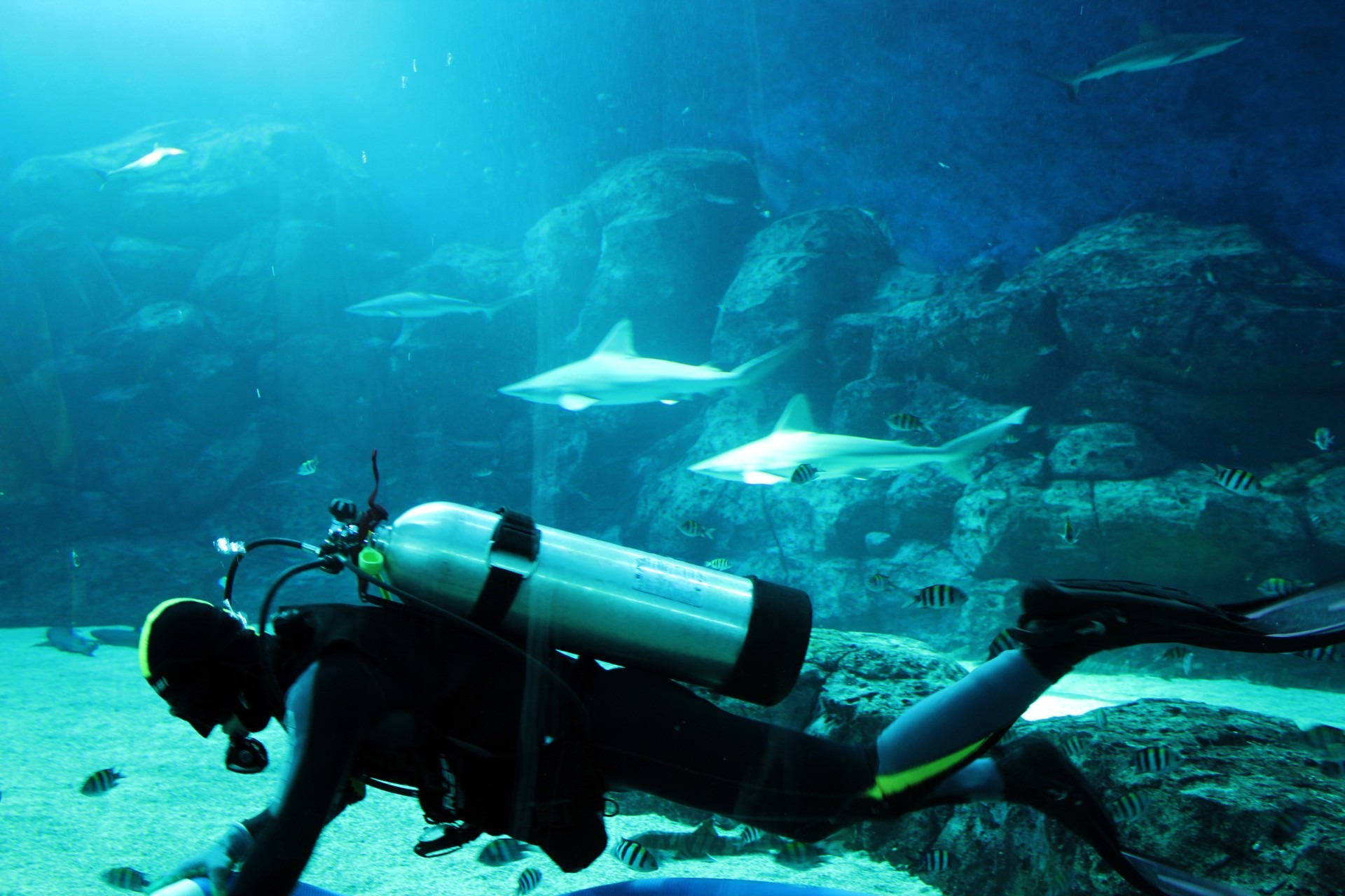 sharks aquarium, scuba diver, sunlit aquarium tunnel, Full HD Desktop Wallpaper