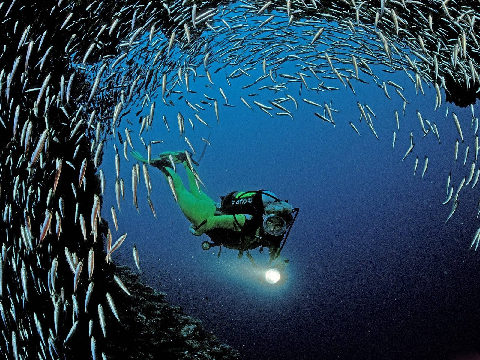 scuba diving, sardine fish, green gear, HD Desktop Wallpaper