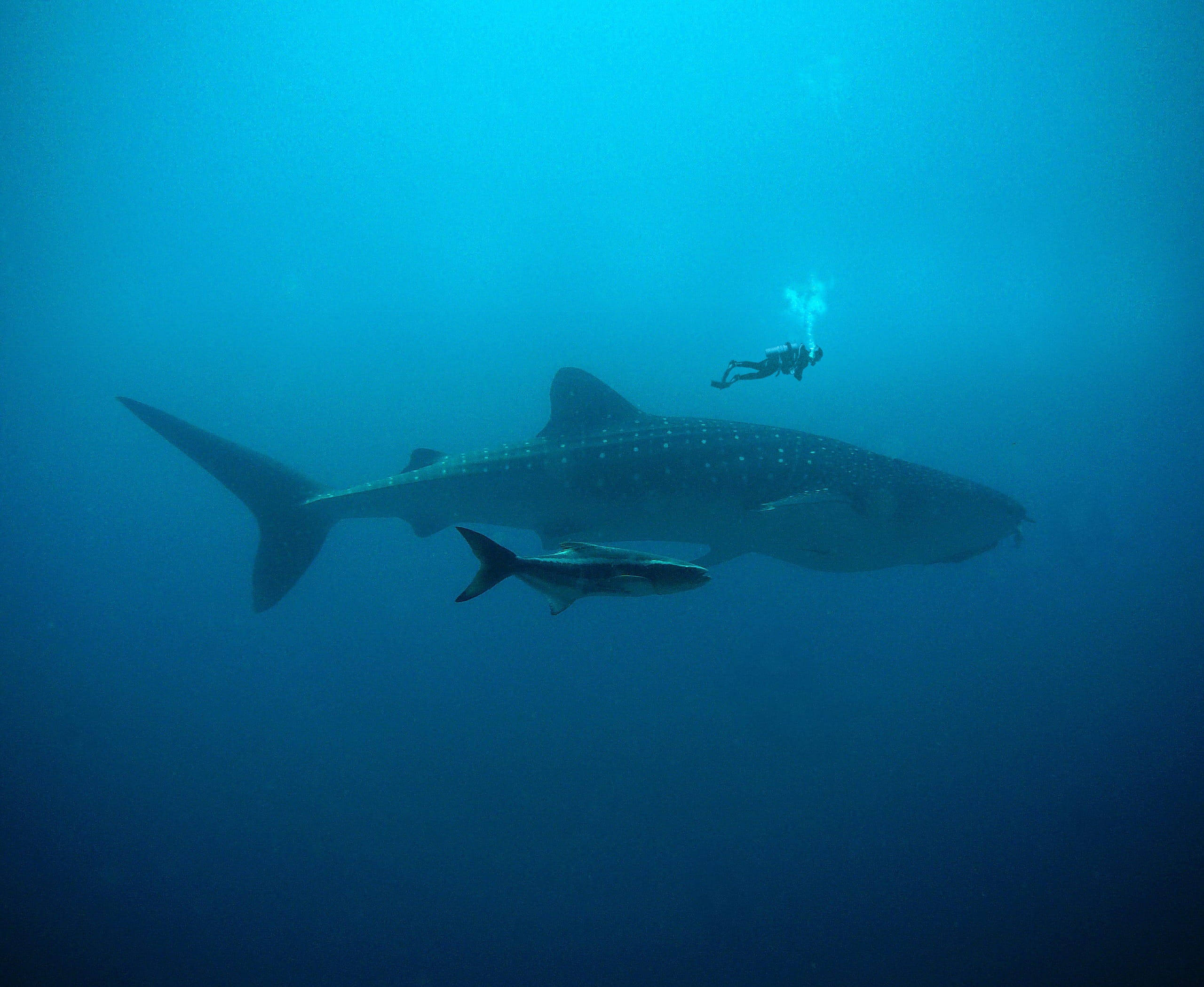 whale shark, scuba diver, deep blue ocean water, 2K Desktop Wallpaper