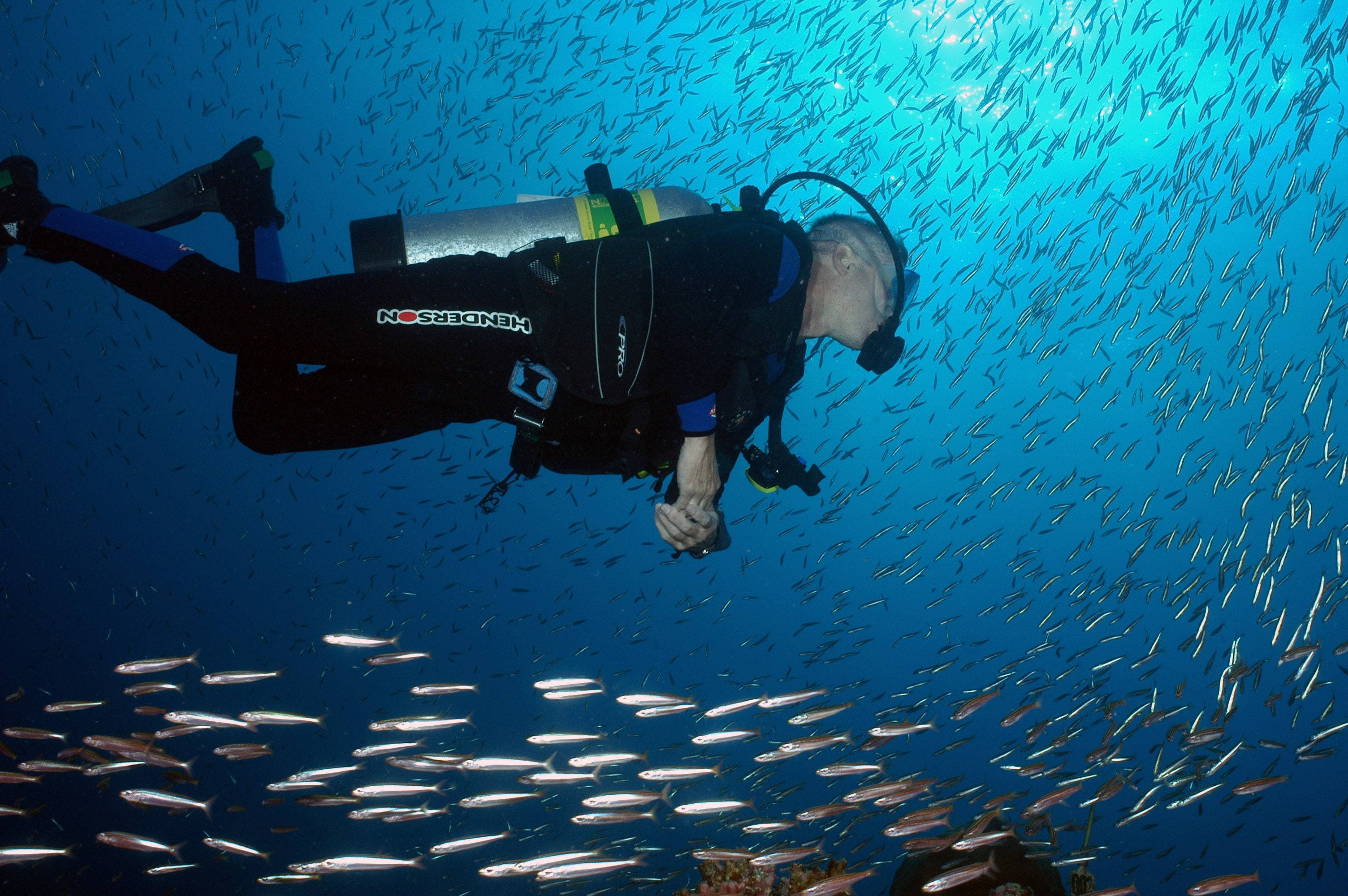 scuba diving, school of barracuda, vibrant blue ocean water, 2K Desktop Wallpaper
