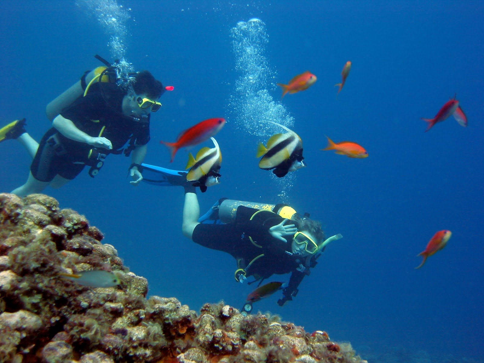 scuba diving, coral reef, tropical fish, HD Desktop Wallpaper