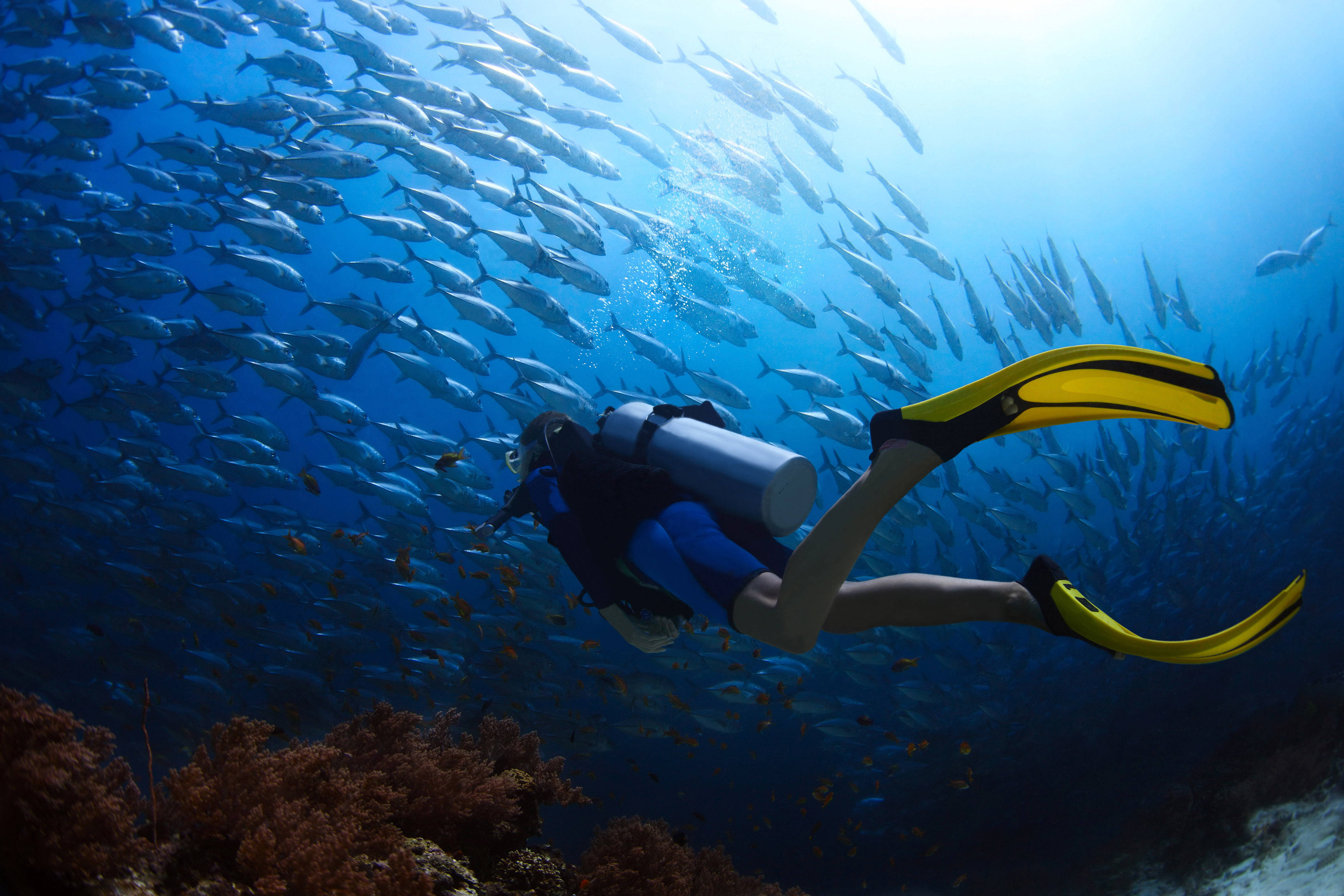 scuba diver, yellow fins, silver fish, 4K Desktop Wallpaper