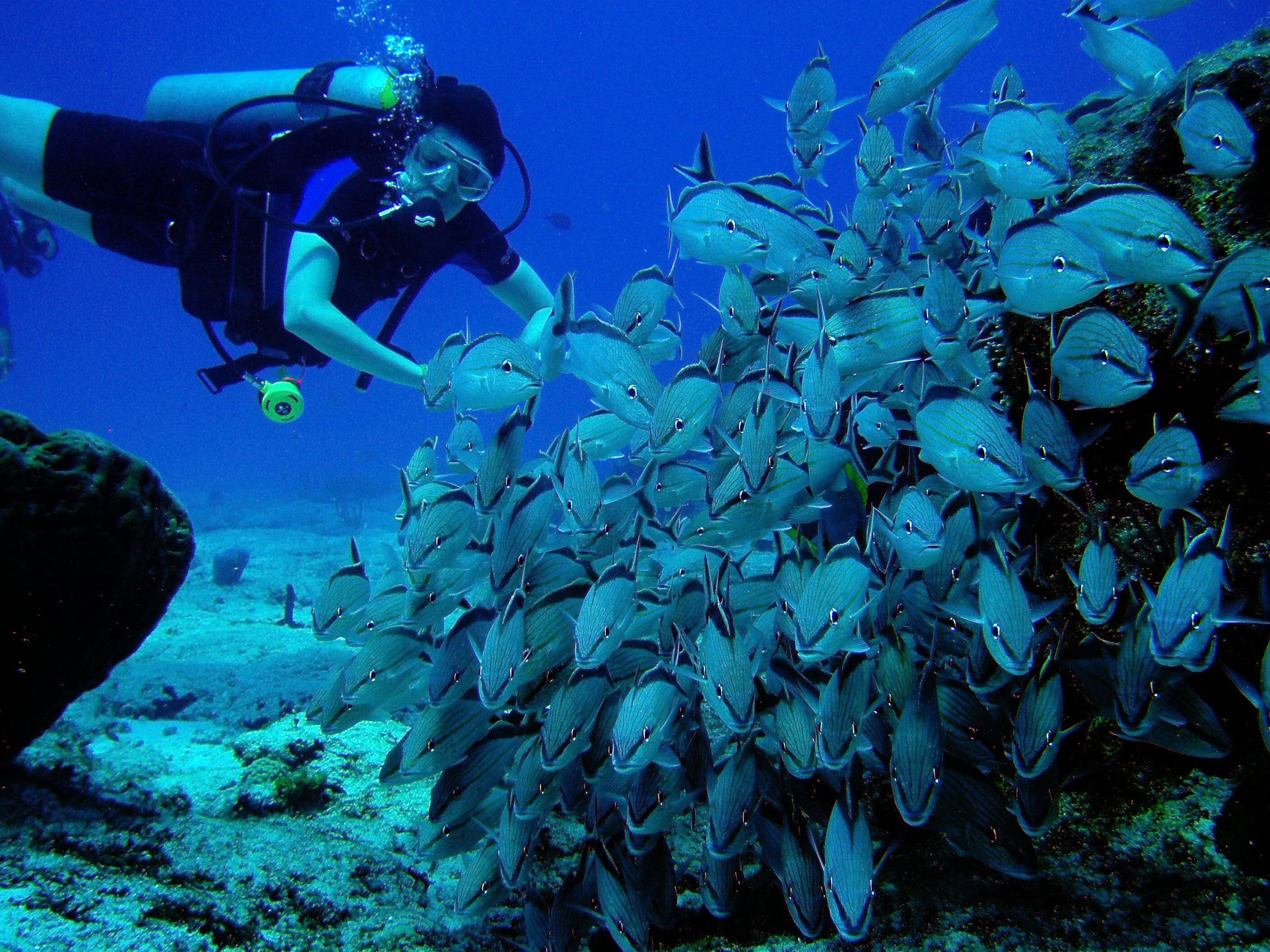 scuba diver, shimmering school of silver fish, coral reef, 2K Desktop Wallpaper