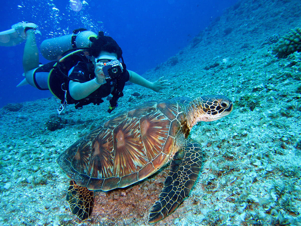 scuba diving, sea turtle, sunlit coral reef floor, SD Desktop Wallpaper