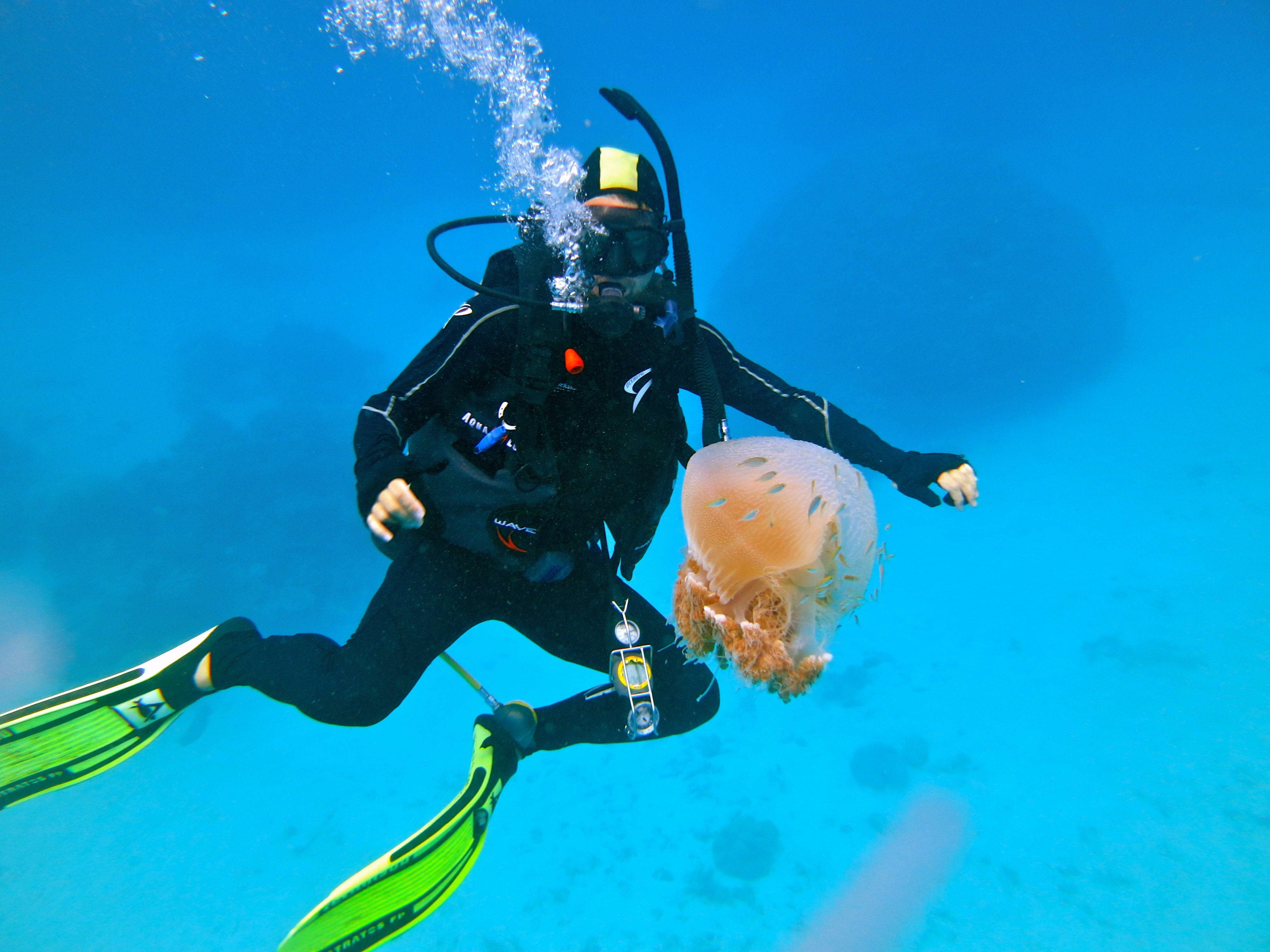 scuba diver, black gear, translucent orange jellyfish, 4K Desktop Wallpaper