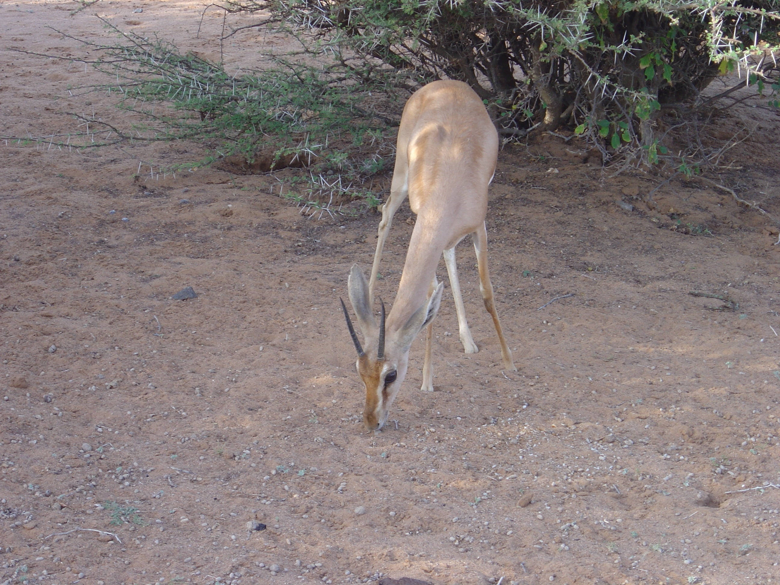 Djibouti, deer, slender gazelle, 2K Desktop Wallpaper