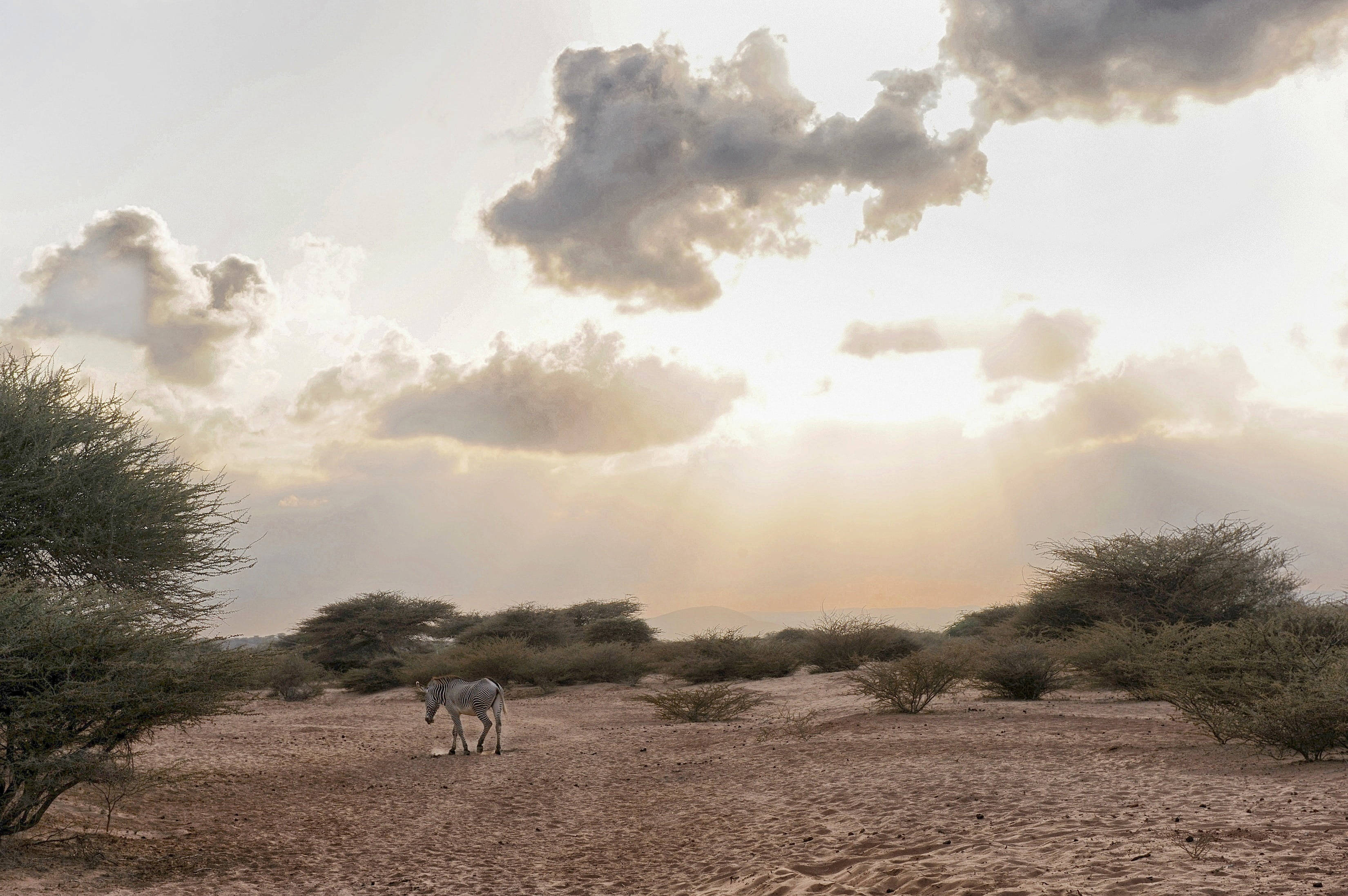 Djibouti, zebra, savanna, 2K Desktop Wallpaper