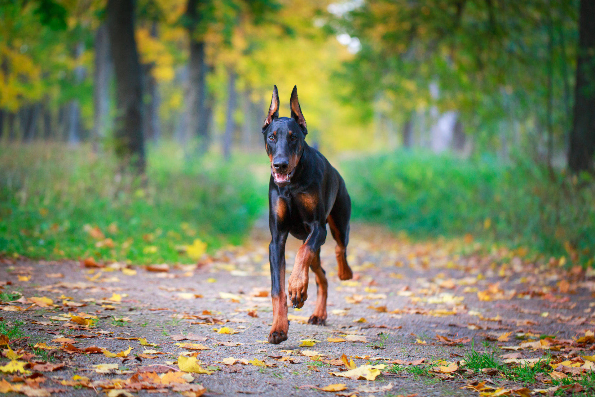 Doberman Pinscher, black and tan, forest path, Full HD Desktop Wallpaper