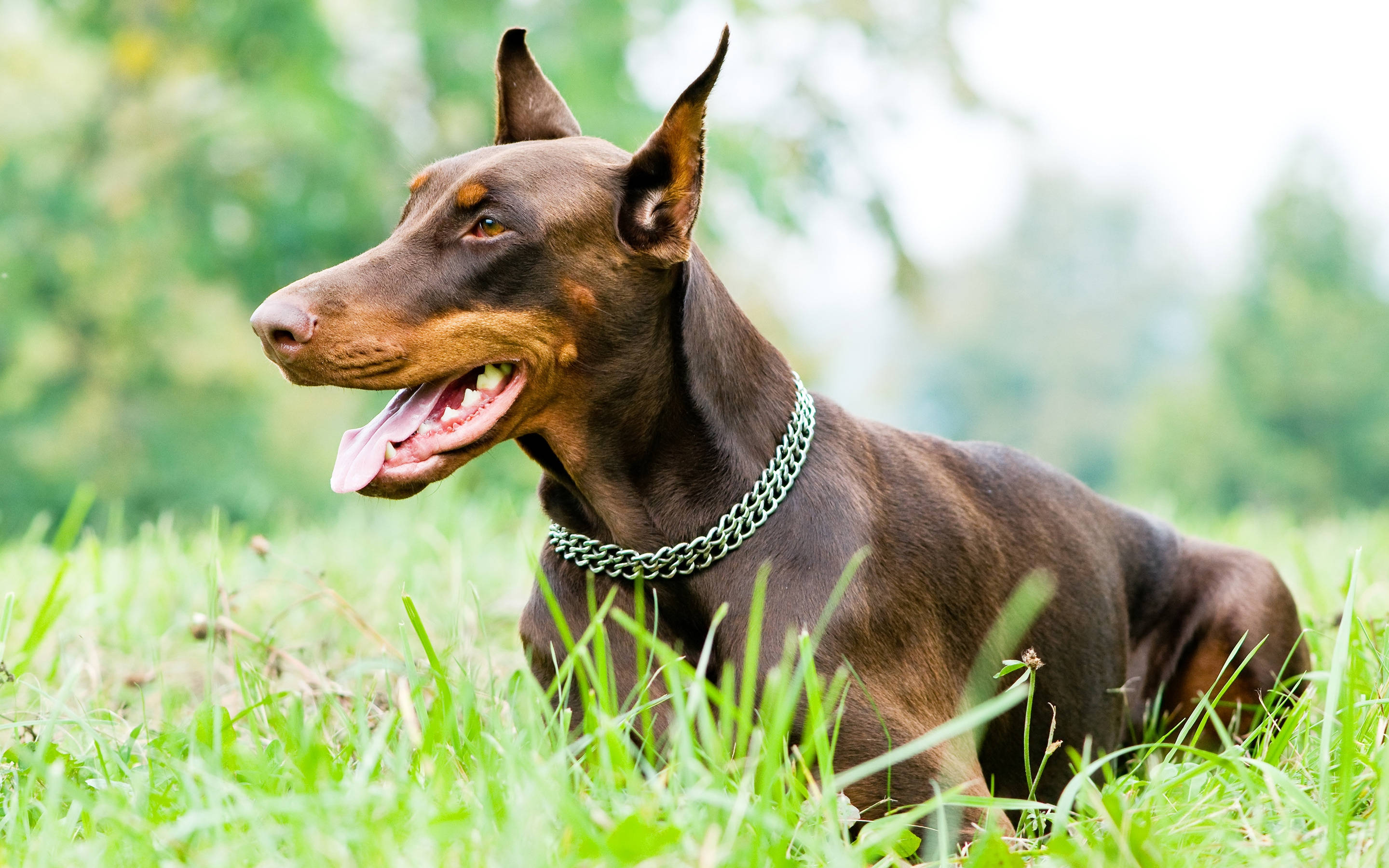 Doberman Pinscher, green grass field, brown Doberman Pinscher, 2K Desktop Wallpaper