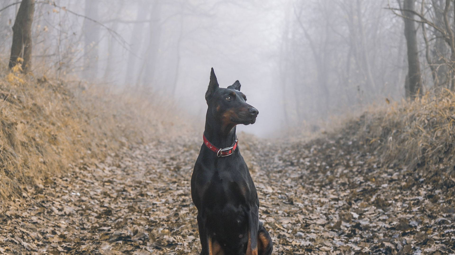 Doberman Pinscher, forest path, leaf-strewn, Full HD Desktop Wallpaper