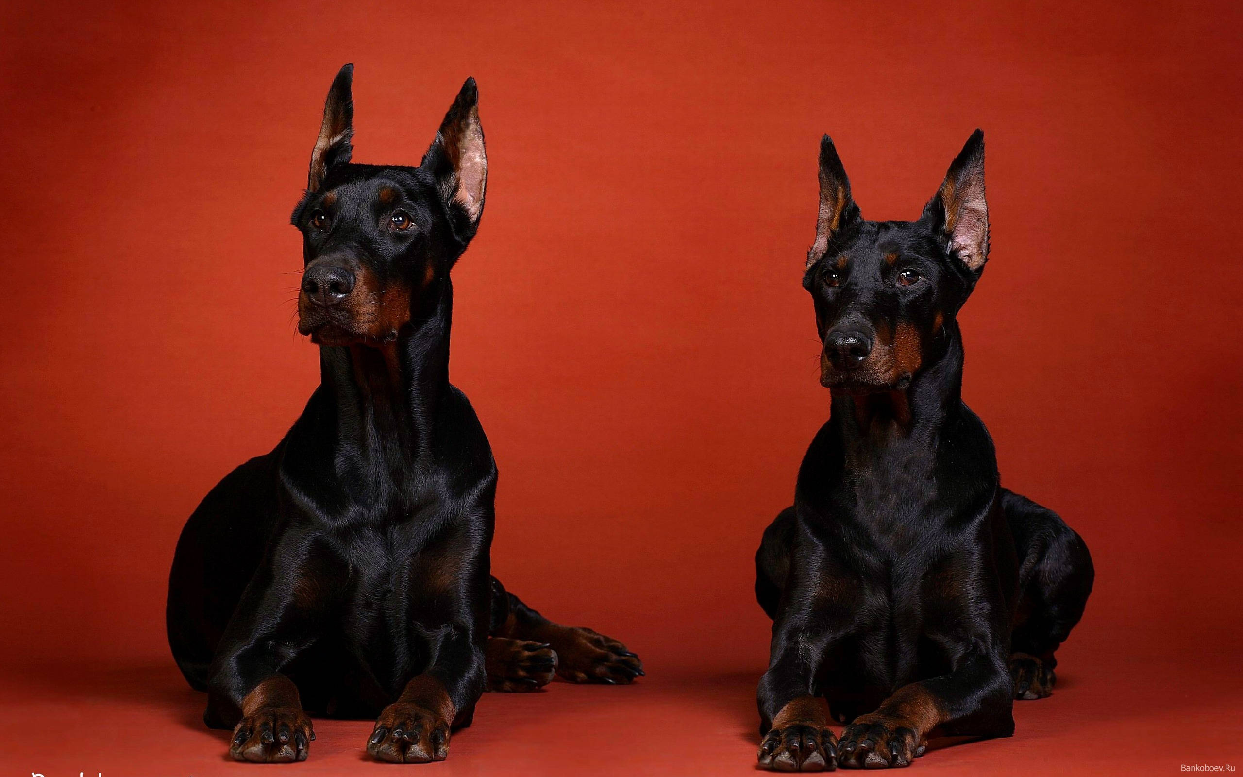 Doberman Pinschers, black, rust, 2K Desktop Wallpaper