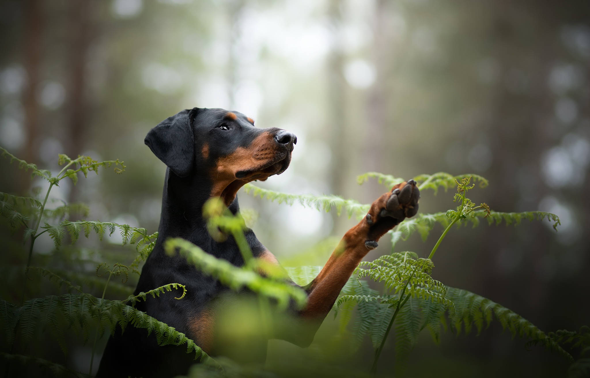 Doberman Pinscher, black and tan, misty forest, Full HD Desktop Wallpaper