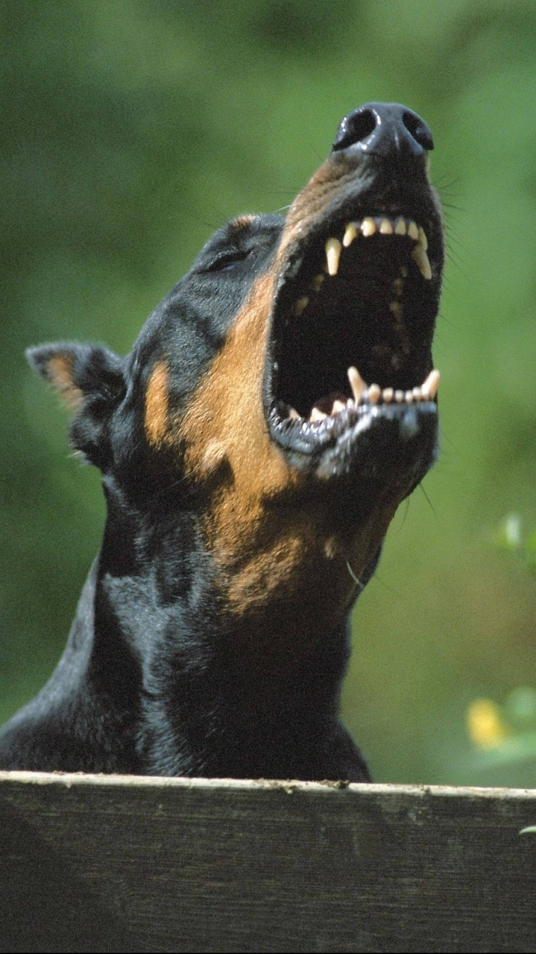Doberman Pinscher, barking, mouth wide open, Full HD Phone Wallpaper