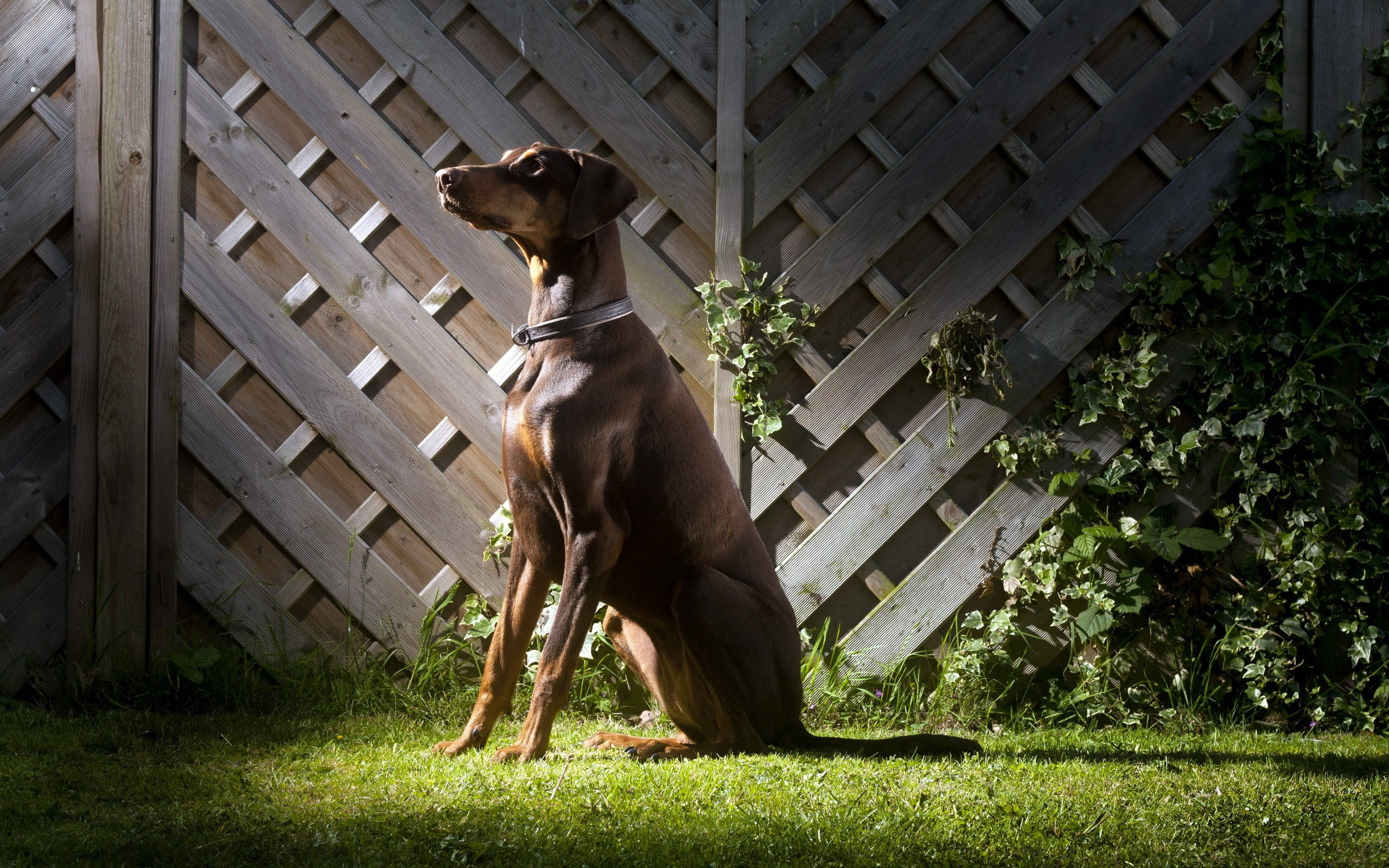 Doberman Pinscher, brown, grass, 2K Desktop Wallpaper