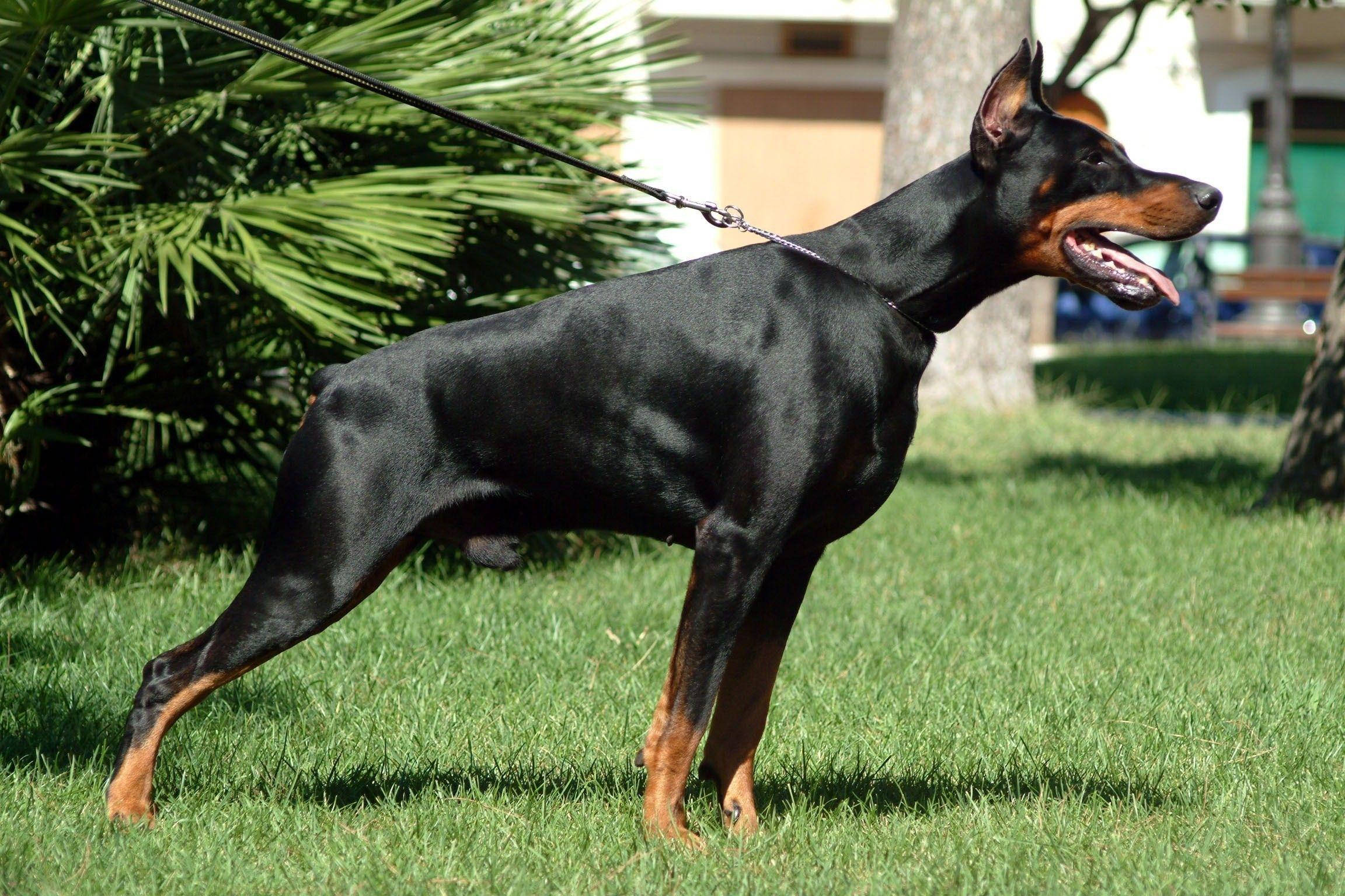 Doberman Pinscher, black and tan, vibrant green grass, Full HD Desktop Wallpaper