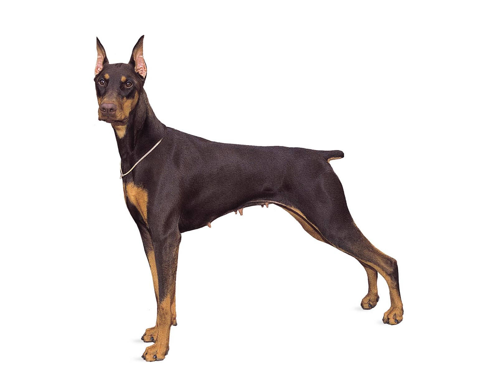 Doberman Pinscher, cropped ears, short tail, HD Desktop Wallpaper