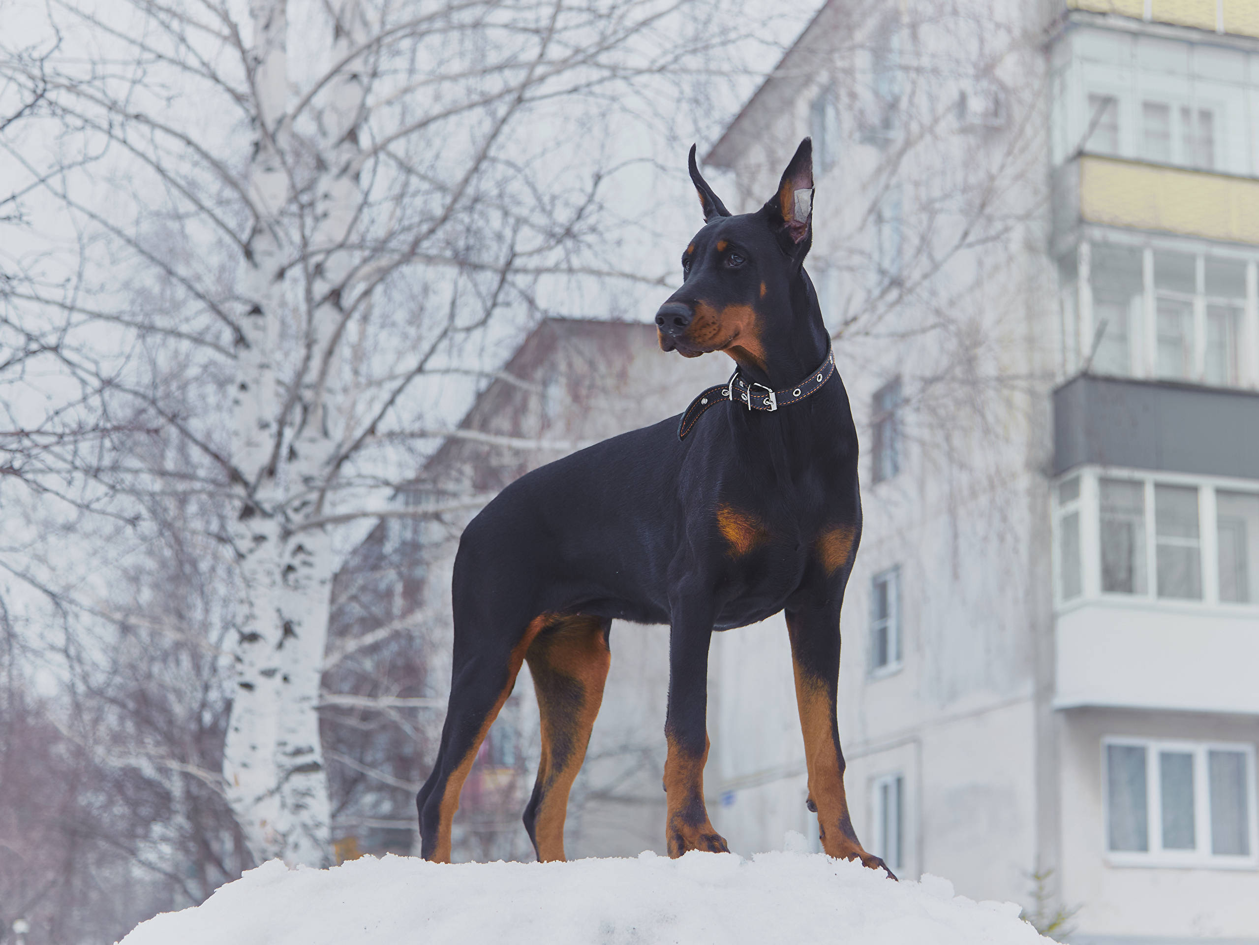 Doberman Pinscher, snowdrift, bare birch trees, Full HD Desktop Wallpaper