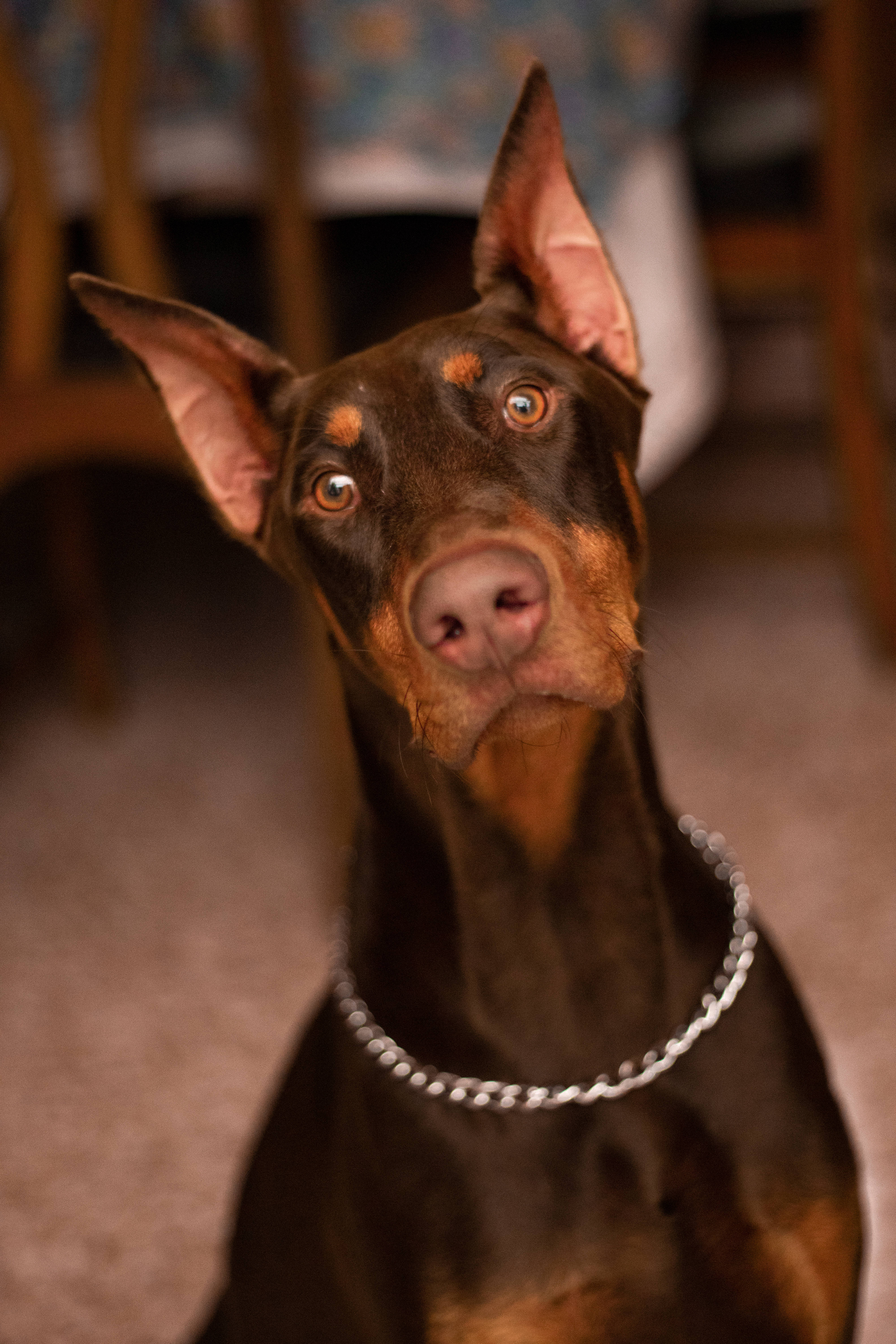 Doberman Pinscher, alert ears, warm amber eyes, 5K Phone Wallpaper