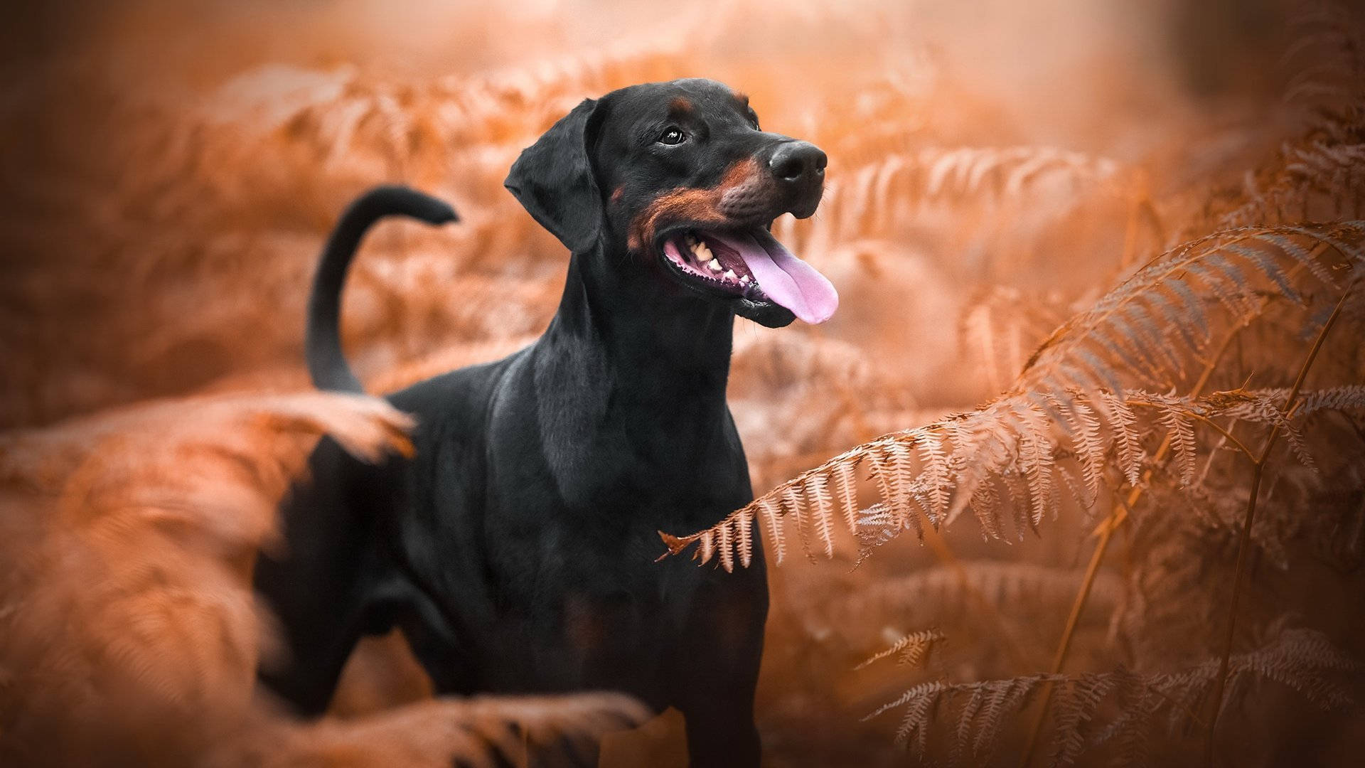 Doberman Pinscher, black and tan, golden ferns, Full HD Desktop Wallpaper