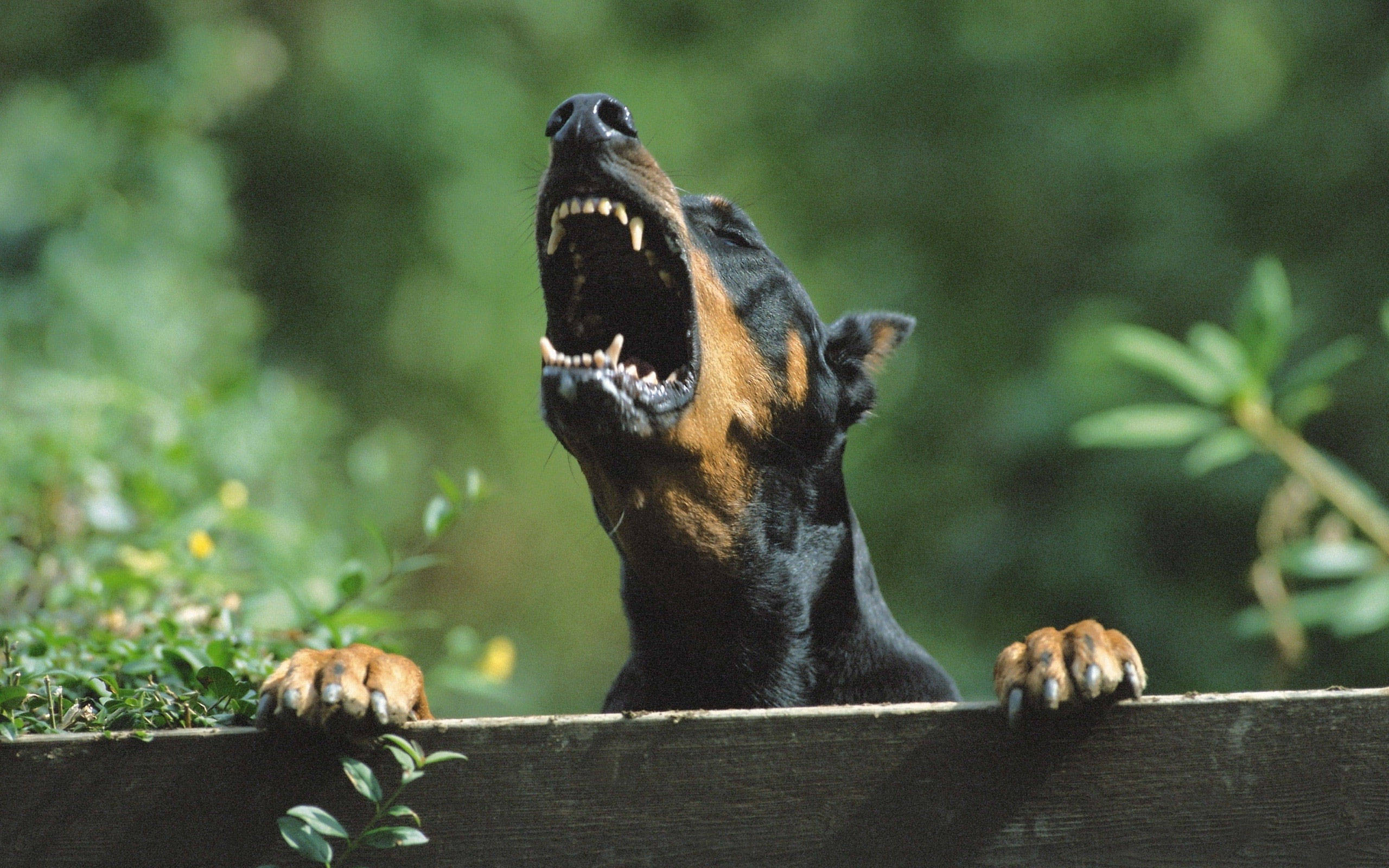 Doberman Pinscher, barks fiercely, mouth wide open, 2K Desktop Wallpaper