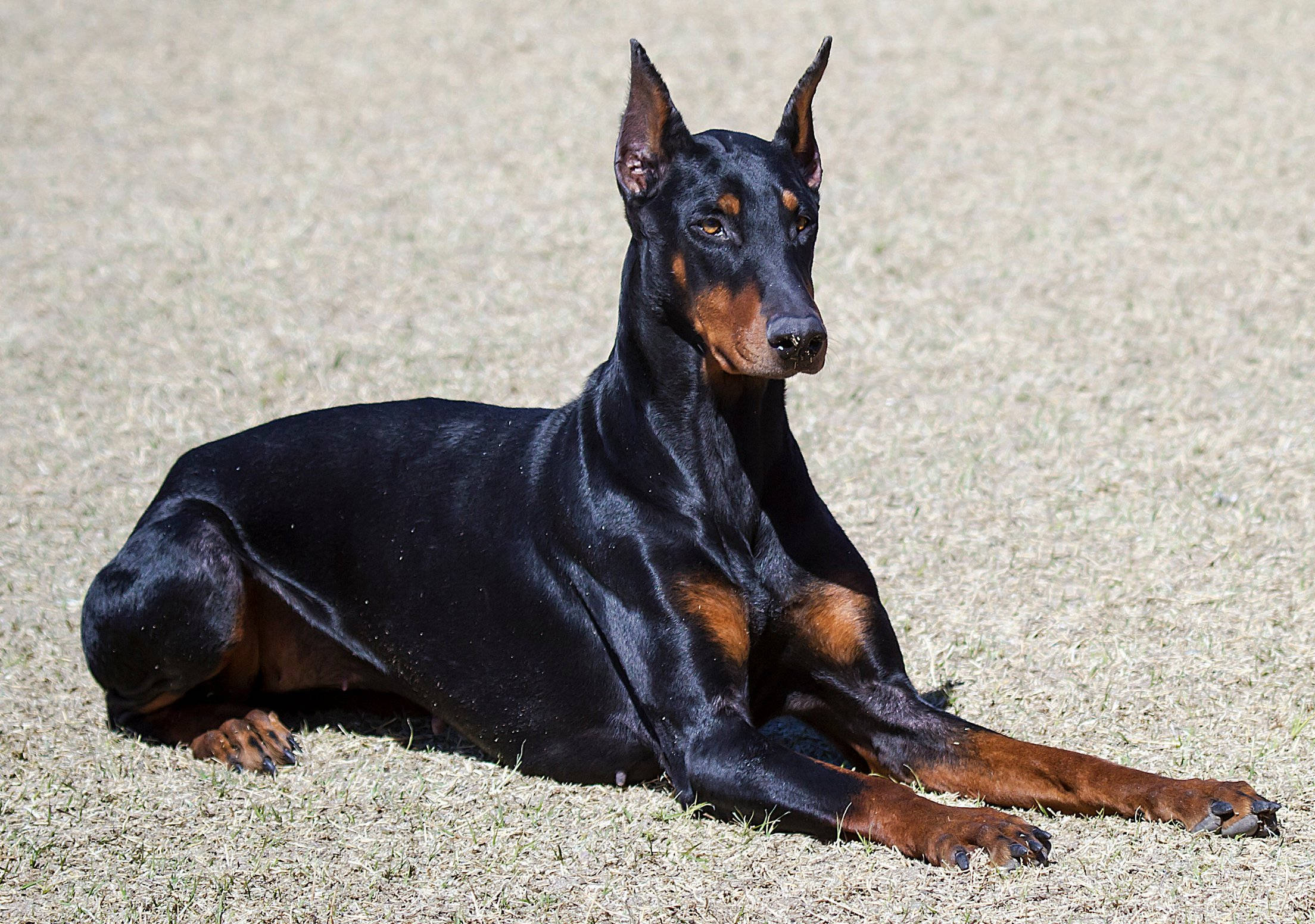 Doberman Pinscher, shiny coat, black and tan, Full HD Desktop Wallpaper