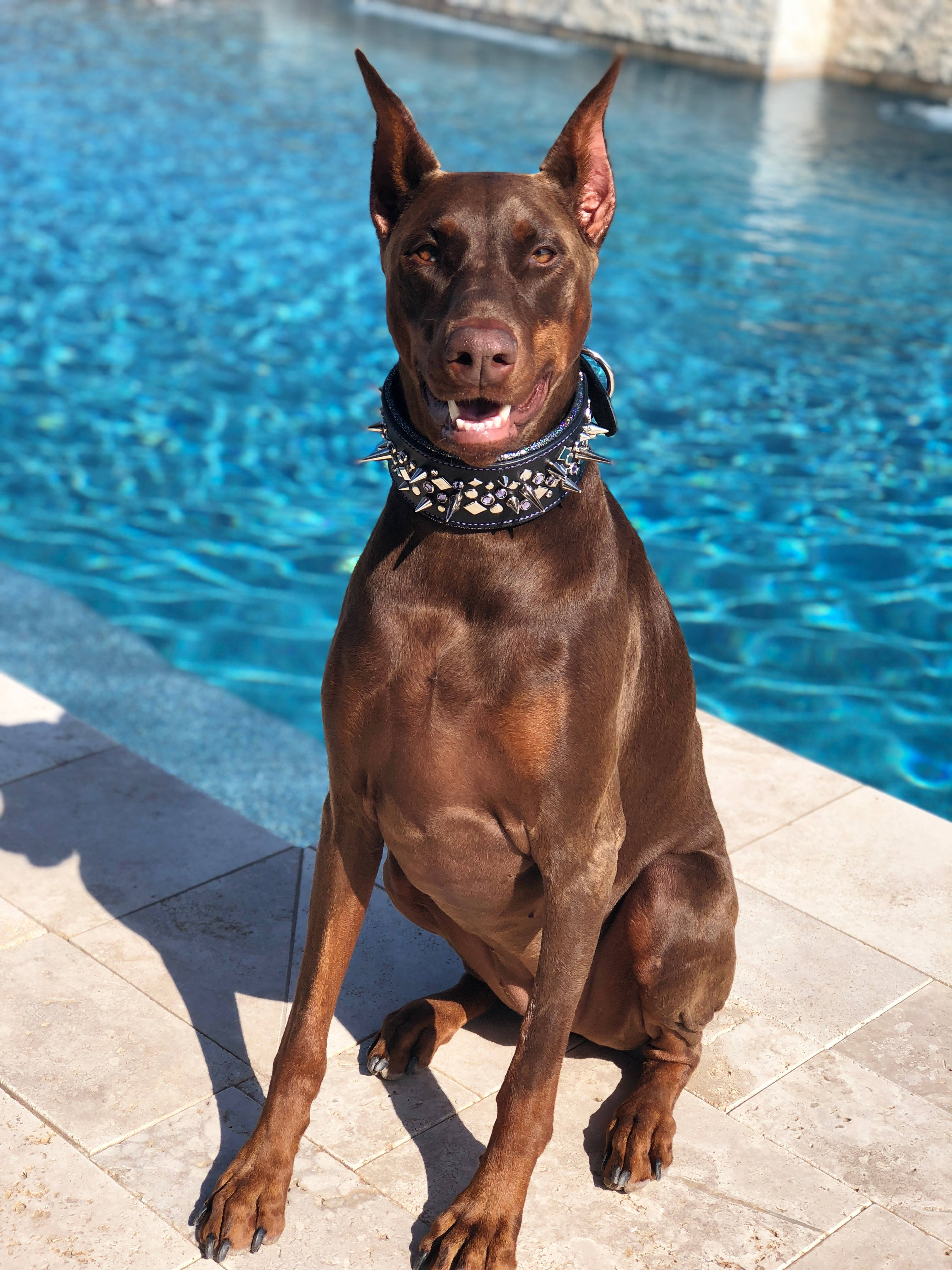 red and tan doberman pinscher, spiked collar, sparkling blue swimming pool, 4K Phone Wallpaper