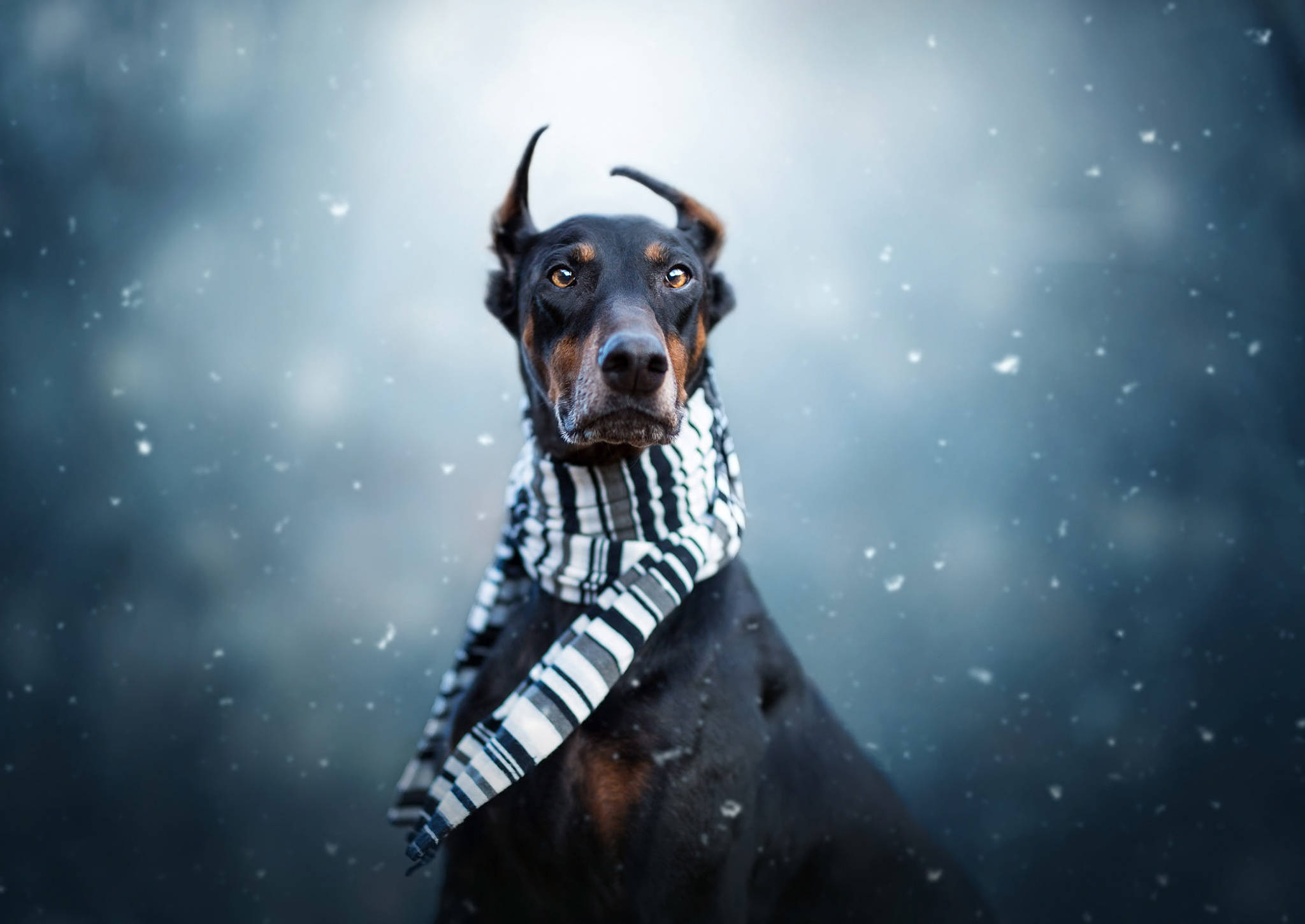Doberman Pinscher, striped scarf, snowy winter scene, Full HD Desktop Wallpaper