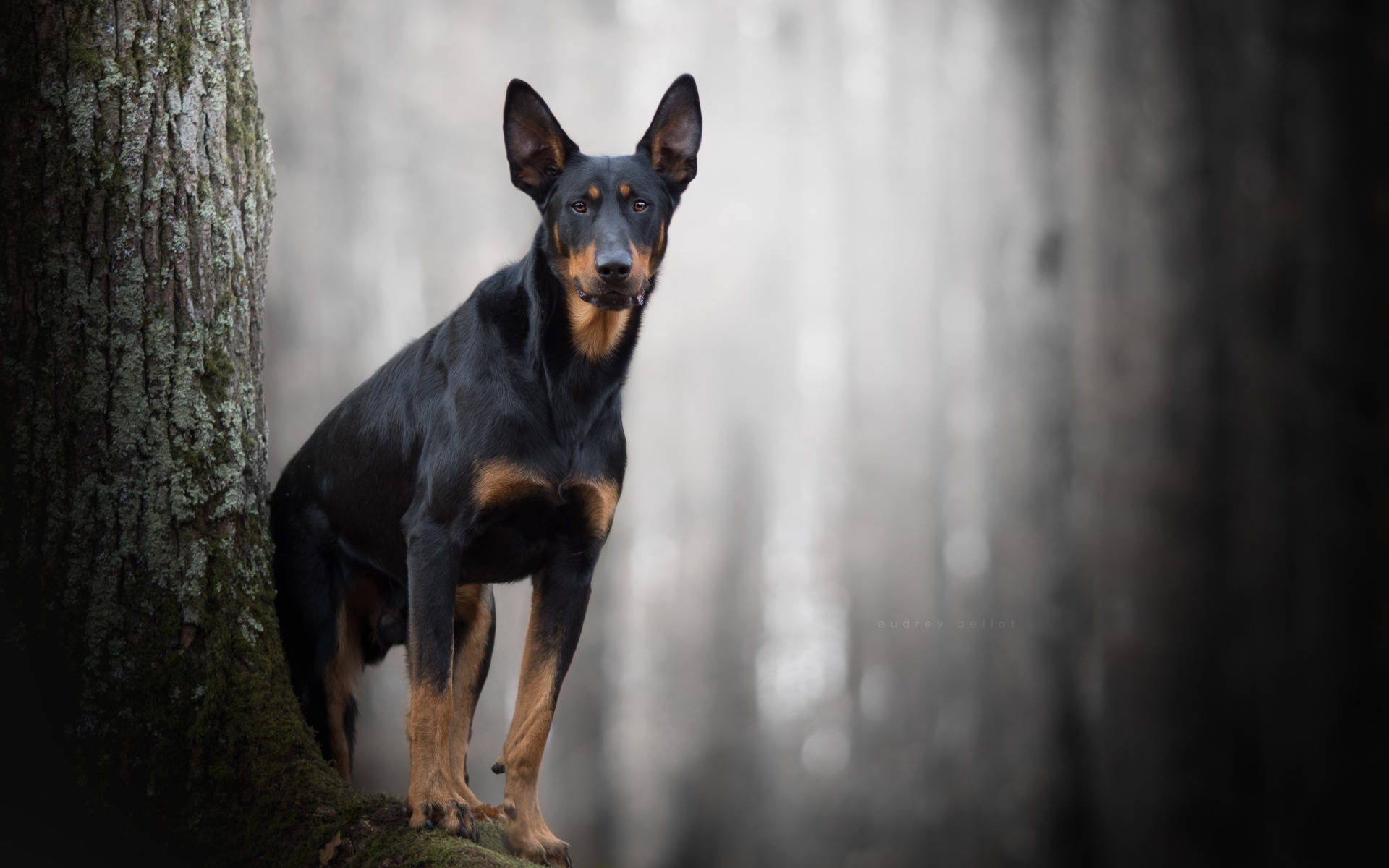 Doberman Pinscher, dark forest, mossy tree trunk, Full HD Desktop Wallpaper