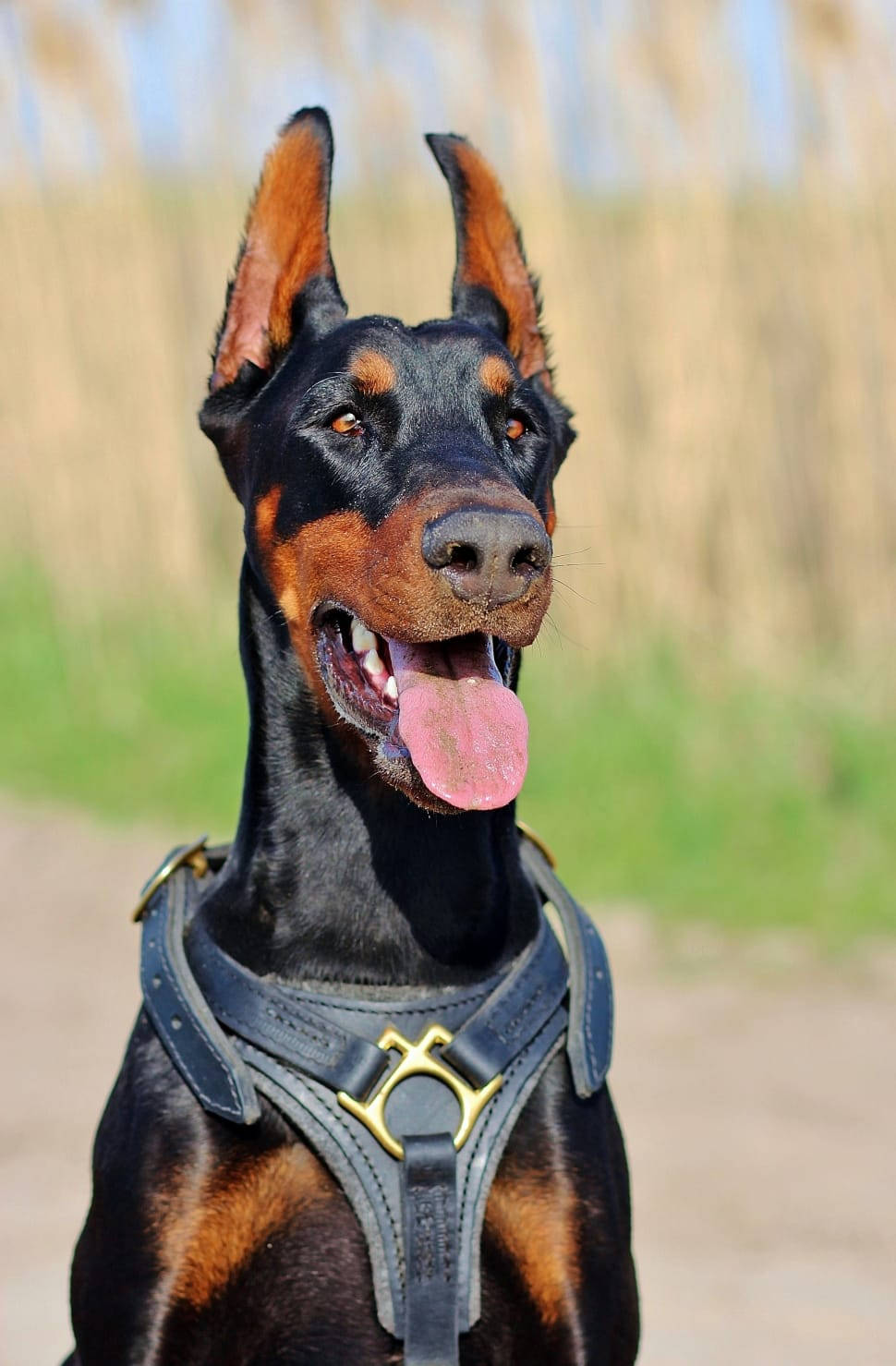 Doberman Pinscher, black harness, erect ears, HD Phone Wallpaper