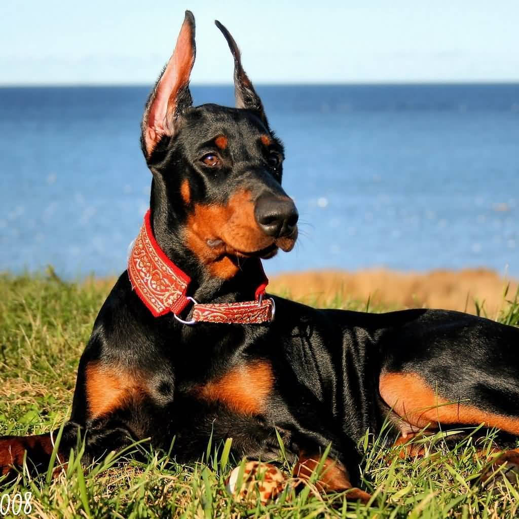 Doberman Pinscher, black and rust coat, cropped ears, SD Desktop Wallpaper