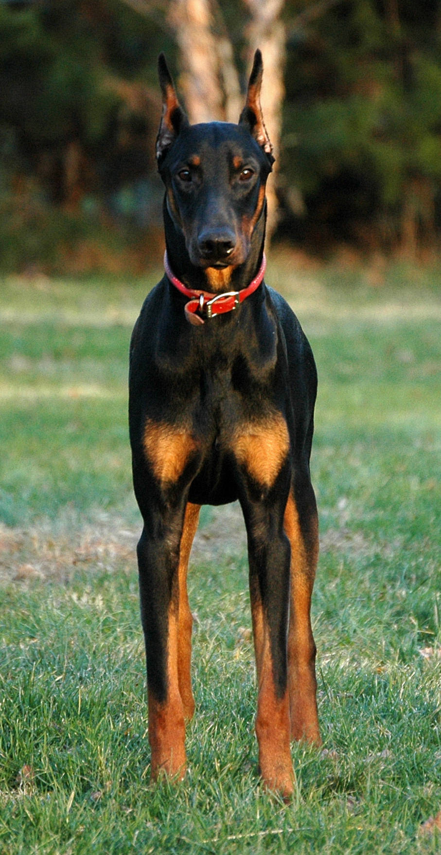 Tall Black Doberman Pinscher, black and tan coat, red collar, HD Phone Wallpaper