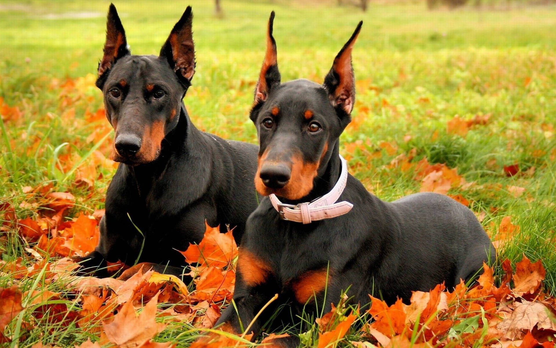 Doberman Pinschers, black, rust, Full HD Desktop Wallpaper