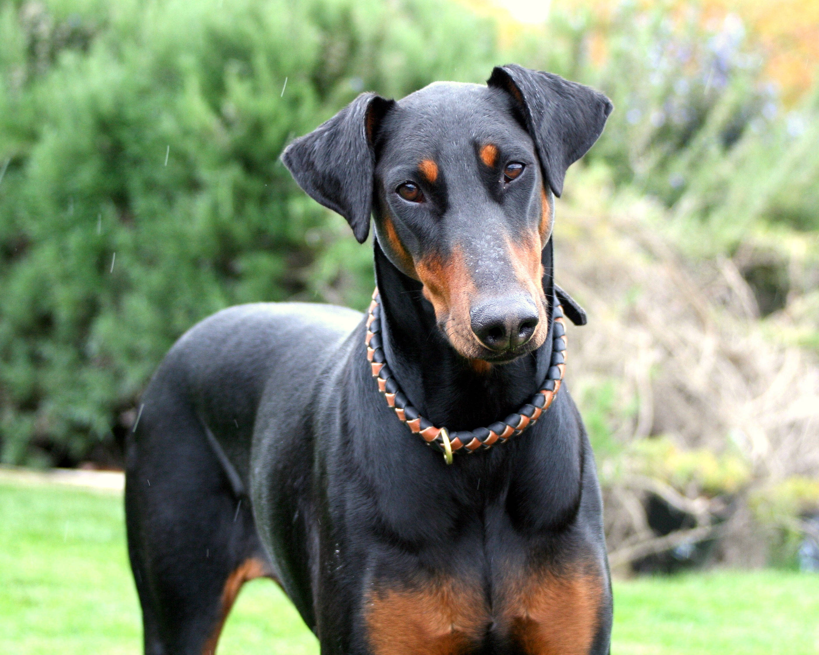 black and tan Doberman Pinscher, grassy yard, blurred greenery, 2K Desktop Wallpaper