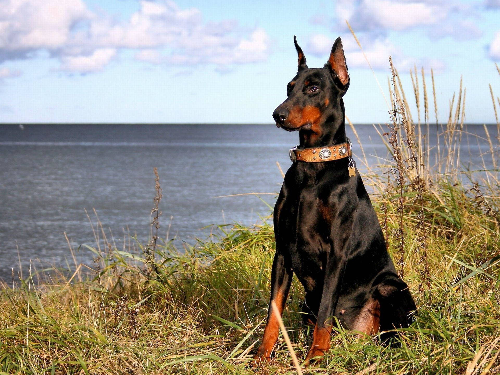 Doberman Pinscher, lake side, tall grass, Full HD Desktop Wallpaper