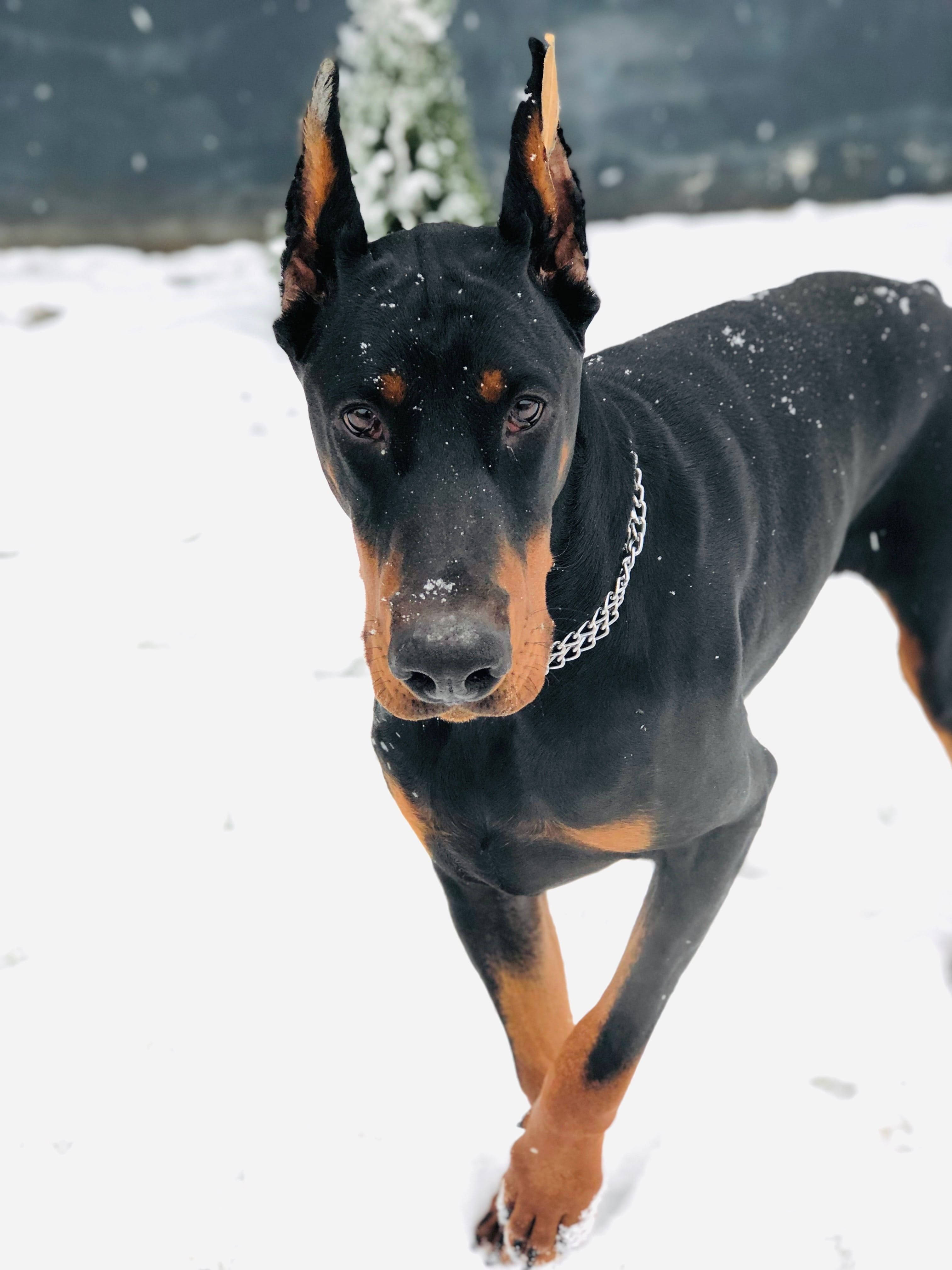 Doberman Pinscher, snowy field, snowflakes, 4K Phone Wallpaper