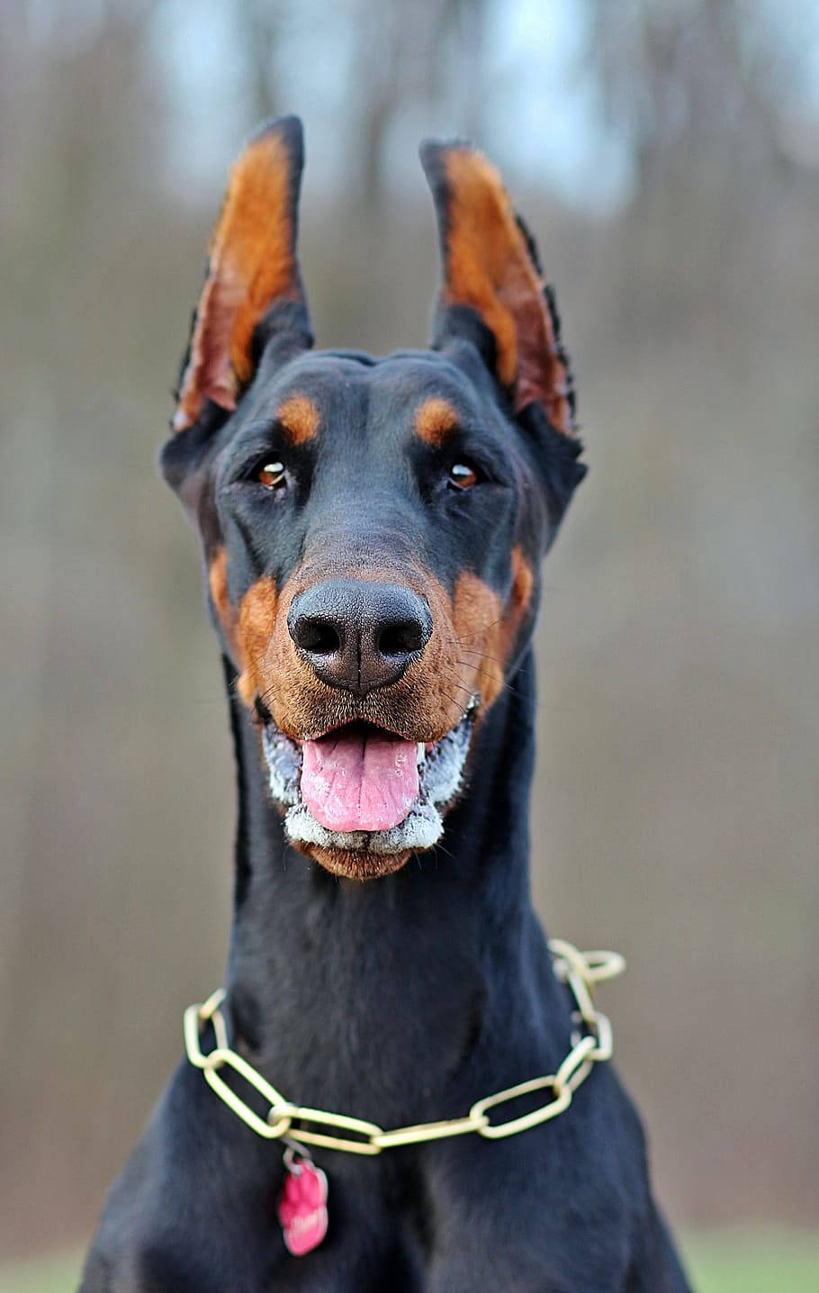 Doberman Pinscher, black and tan, erect ears, HD Phone Wallpaper